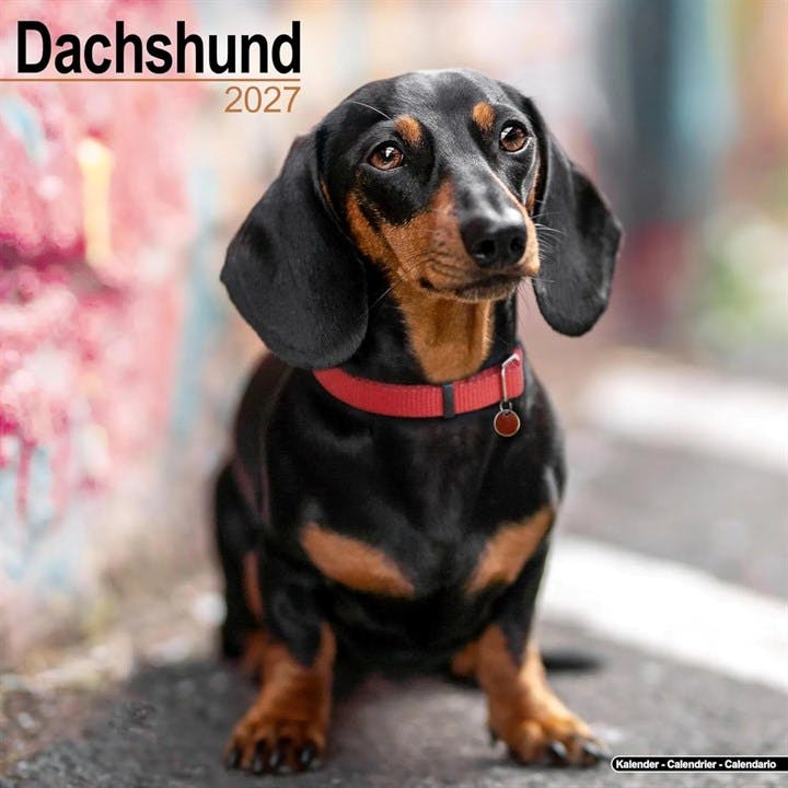 Rackhams Dachshund Calendar 2027, Wall Calendars, Month To View, Dogs, Gift - Image 7