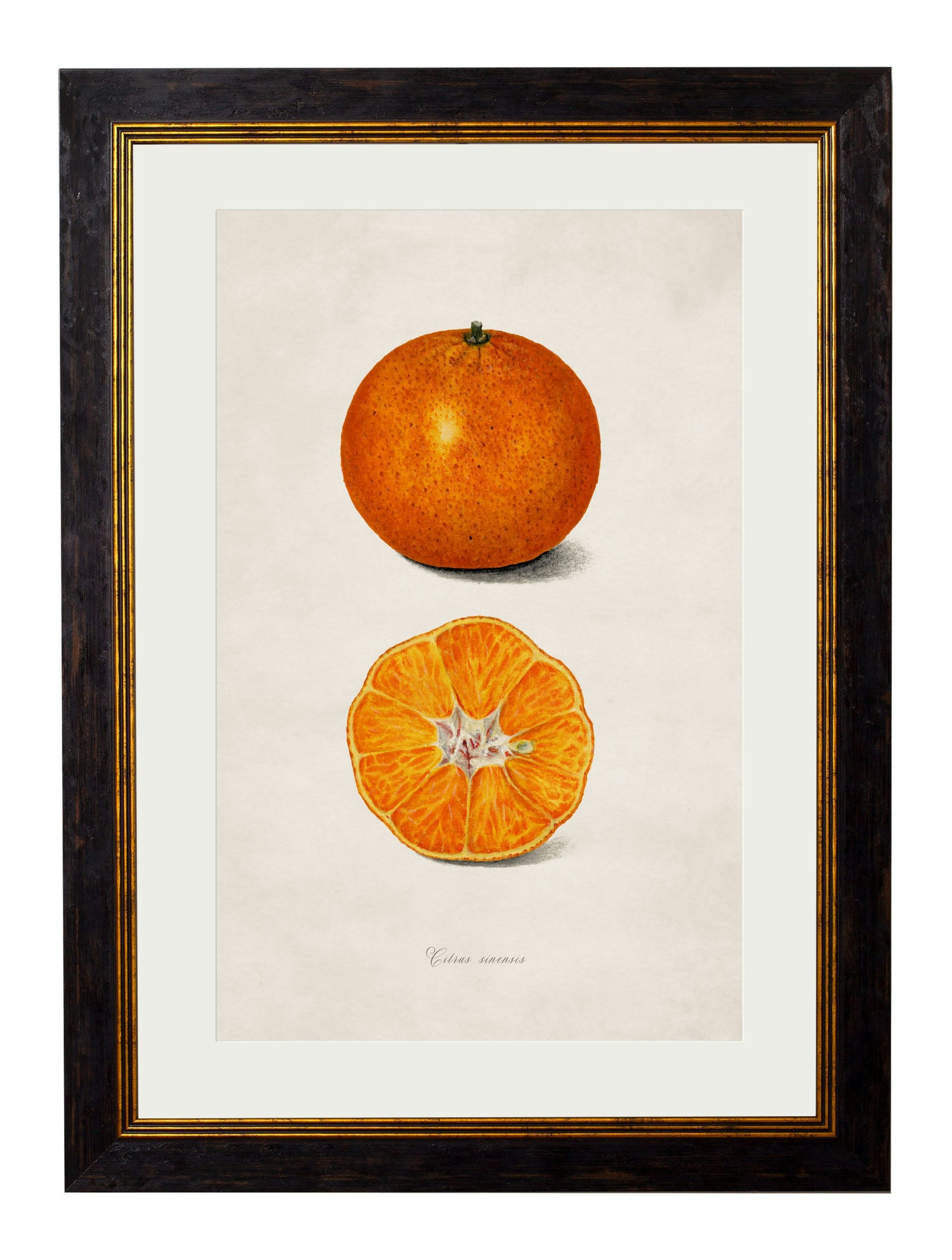 Rackhams Black C.1886 Study Of Citrus Fruit - 38 X 50Cm - Oranges