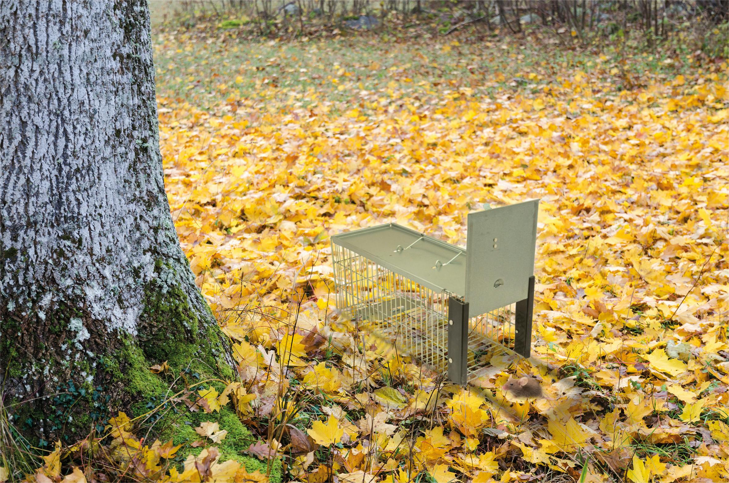 St Helens Live Animal Trap, Squirrels And Small Wildlife
