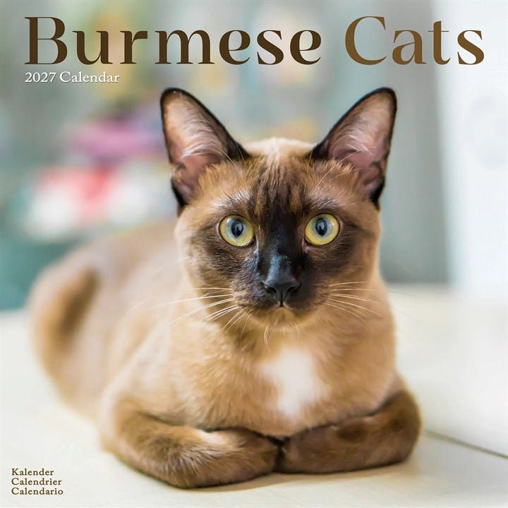 Burmese Cats Calendar 2027, Wall Calendars, Month To View, Cats, Gift - Image 6