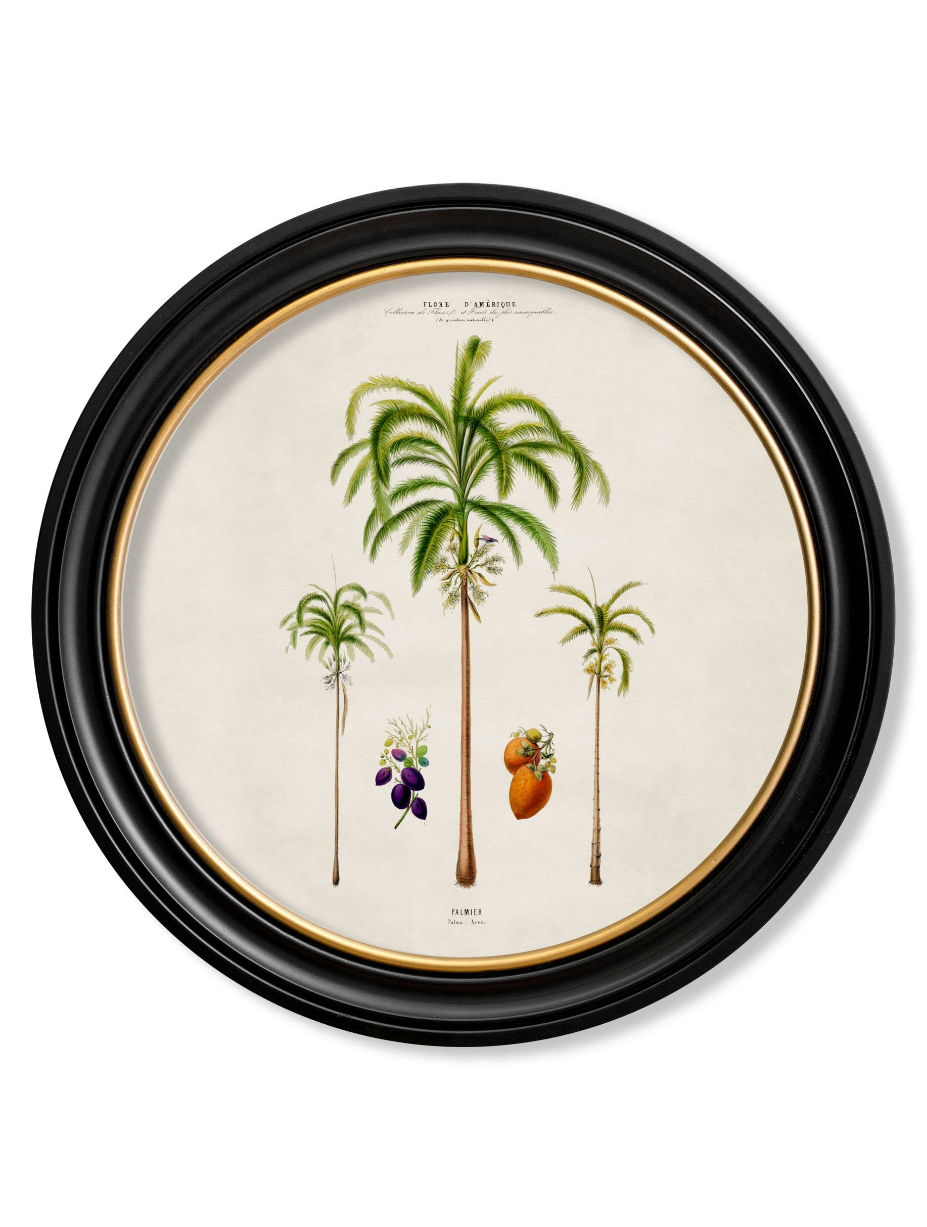 Rackhams Black C.1843 Studies Of South American Palm Trees In Round Frames - 70 X 70Cm - Areca Palms