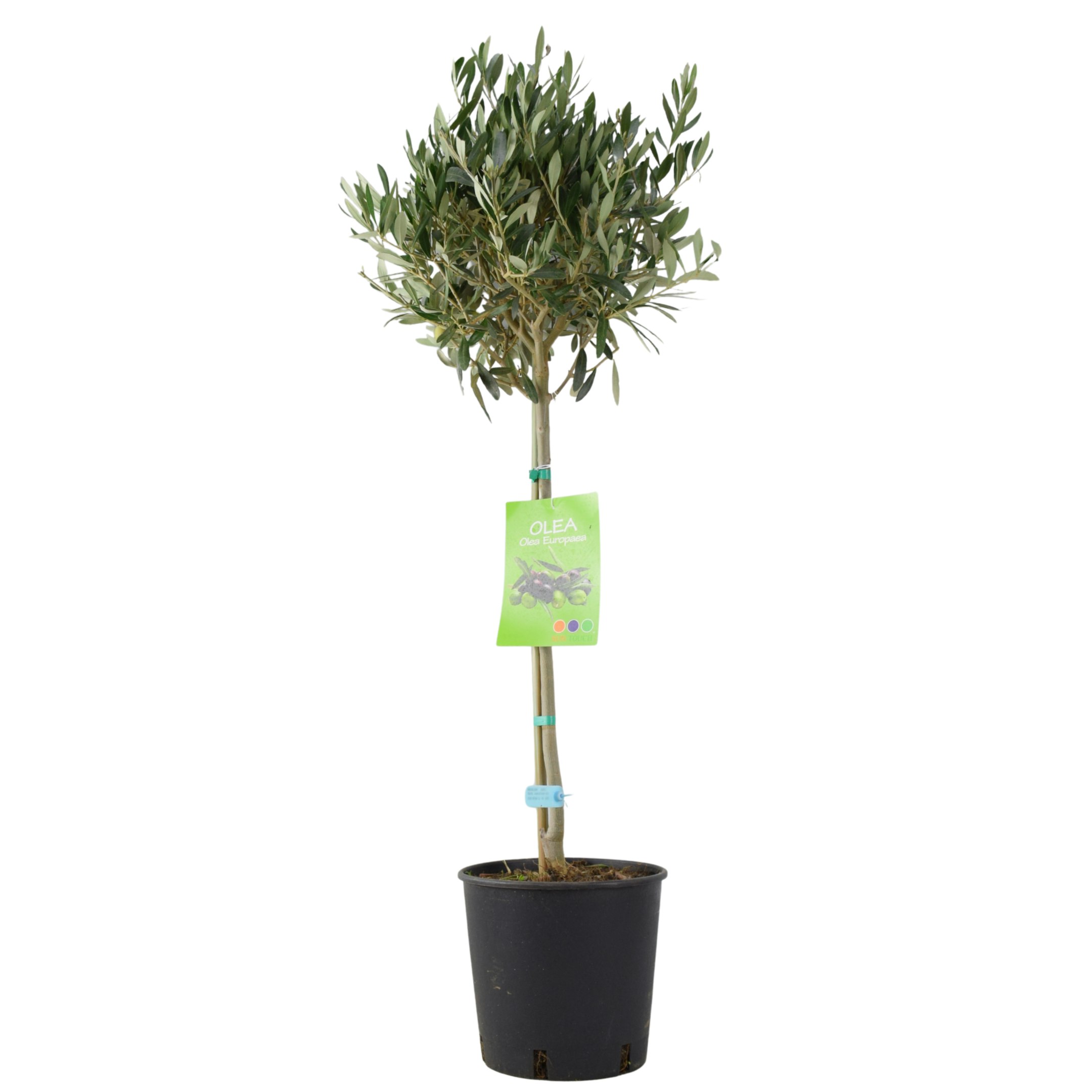 Plants By Post Olive Tree - 90/100Cm Tall - Mediterranean Charm For Your Garden - No Container