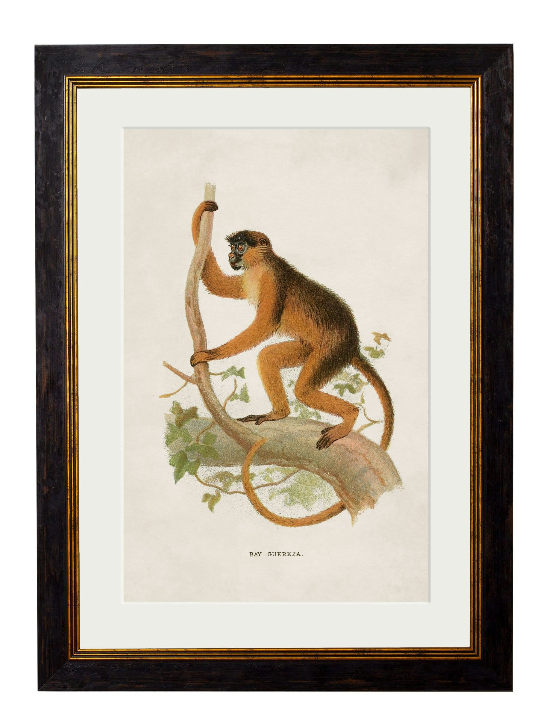 Rackhams Black C.1910 Collection Of Primates - 38 X 50Cm - Bay Guereza