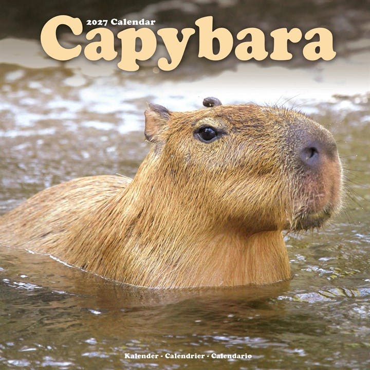 Capybara Avonside Publishing - Image 7