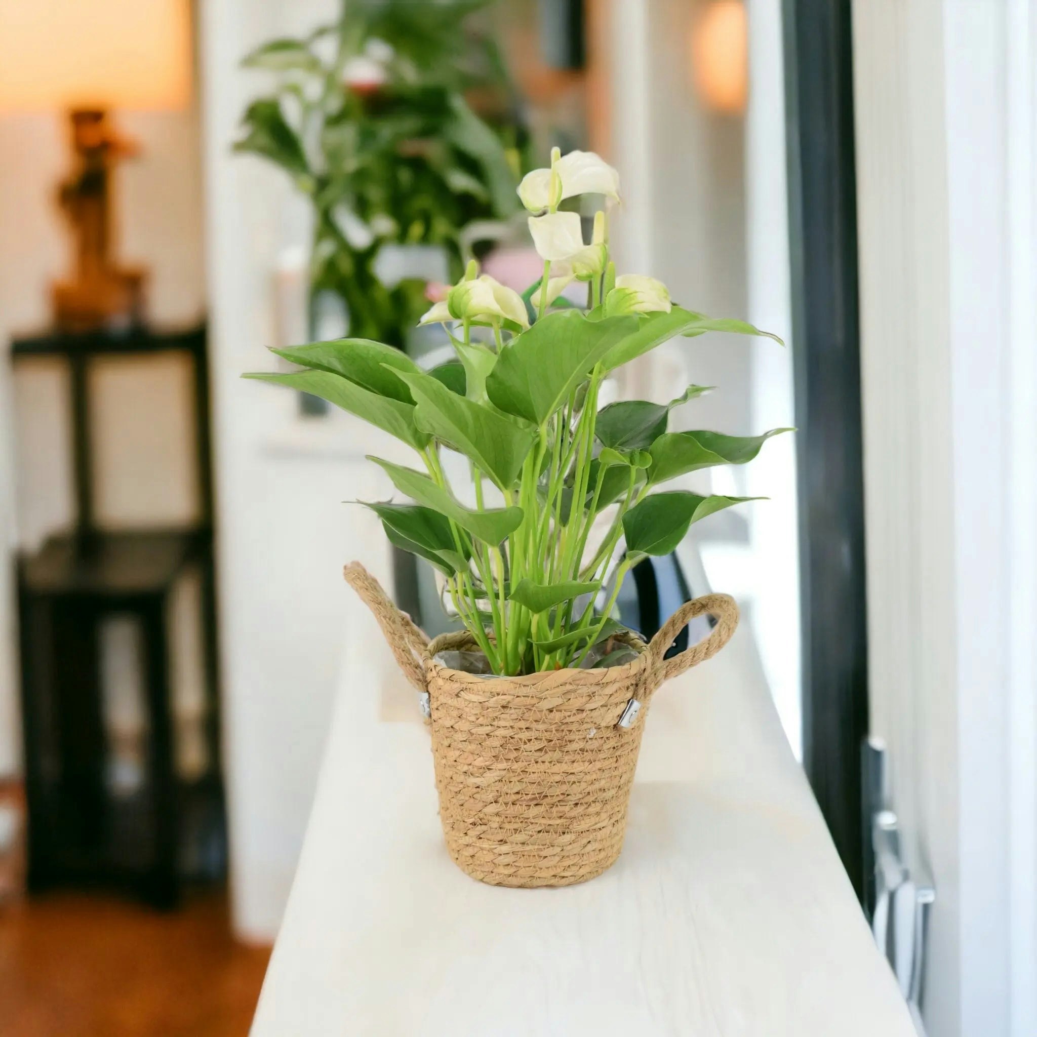 Plants By Post White Anthurium – Stunning Flamingo Flower In 12Cm Pot Indoor Plant - Basket Seagrass With Handles