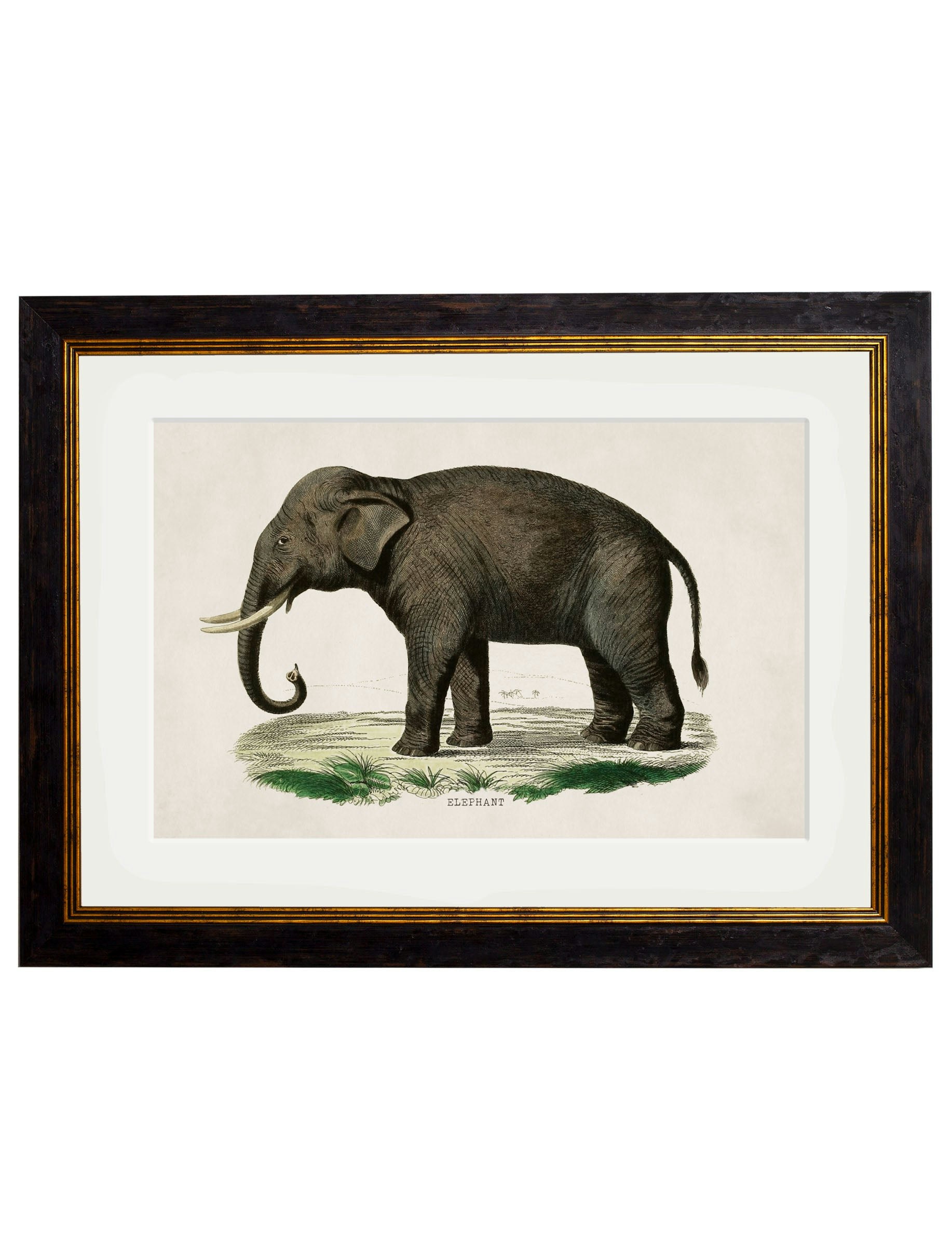Exceptional Art Black C.1846 Elephants - 50 X 70Cm - Left Facing Elephant