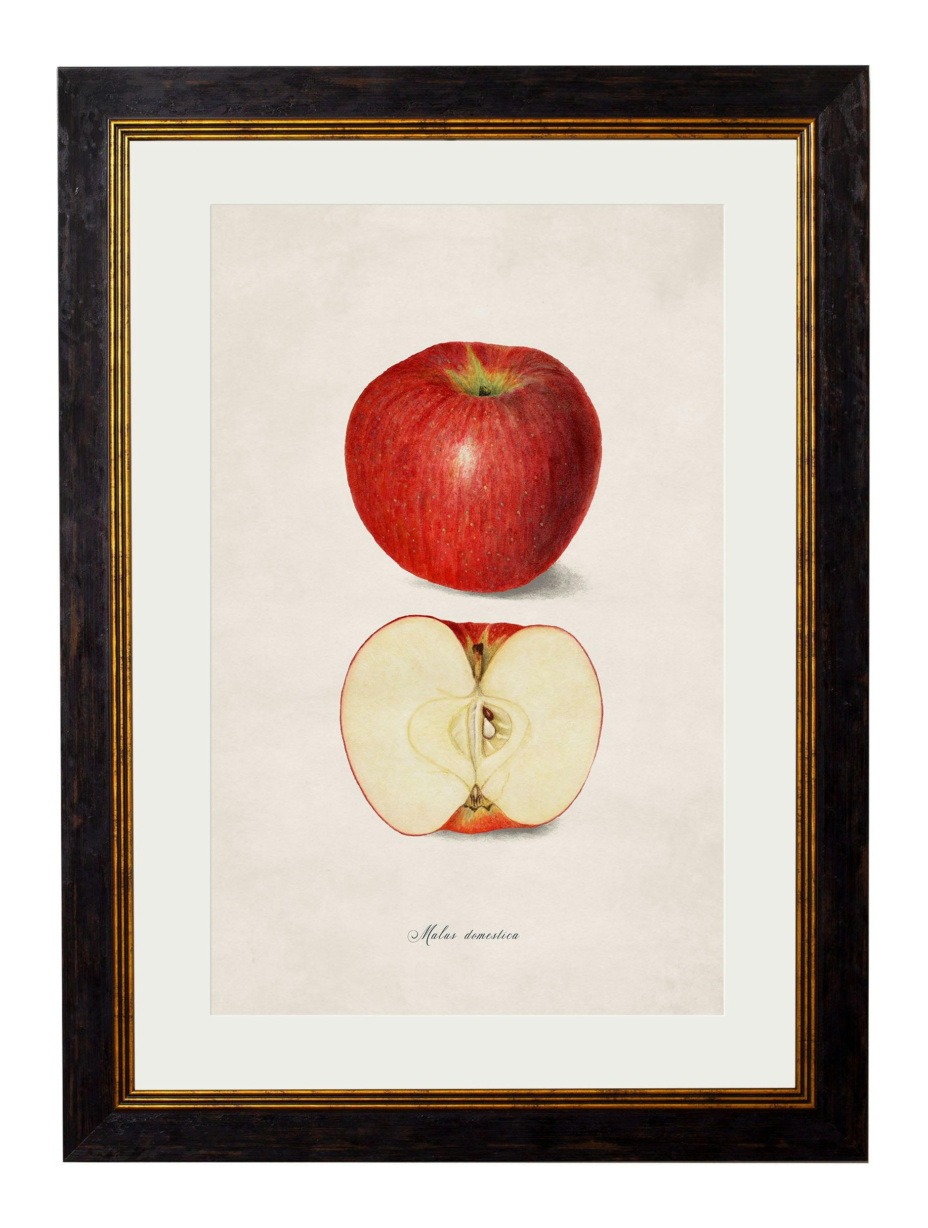 Rackhams Black C.1886 Studies Of Fruit - 38 X 50Cm - Apple