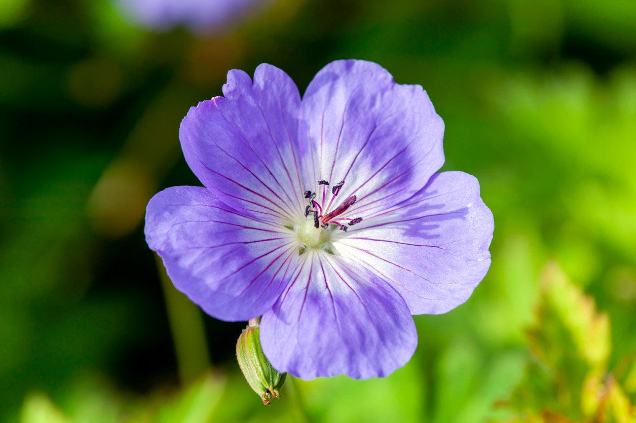 Blue Geranium Rozanne Gerwat – 2L (17Cm Pot) Award-Winning Hardy Perennial