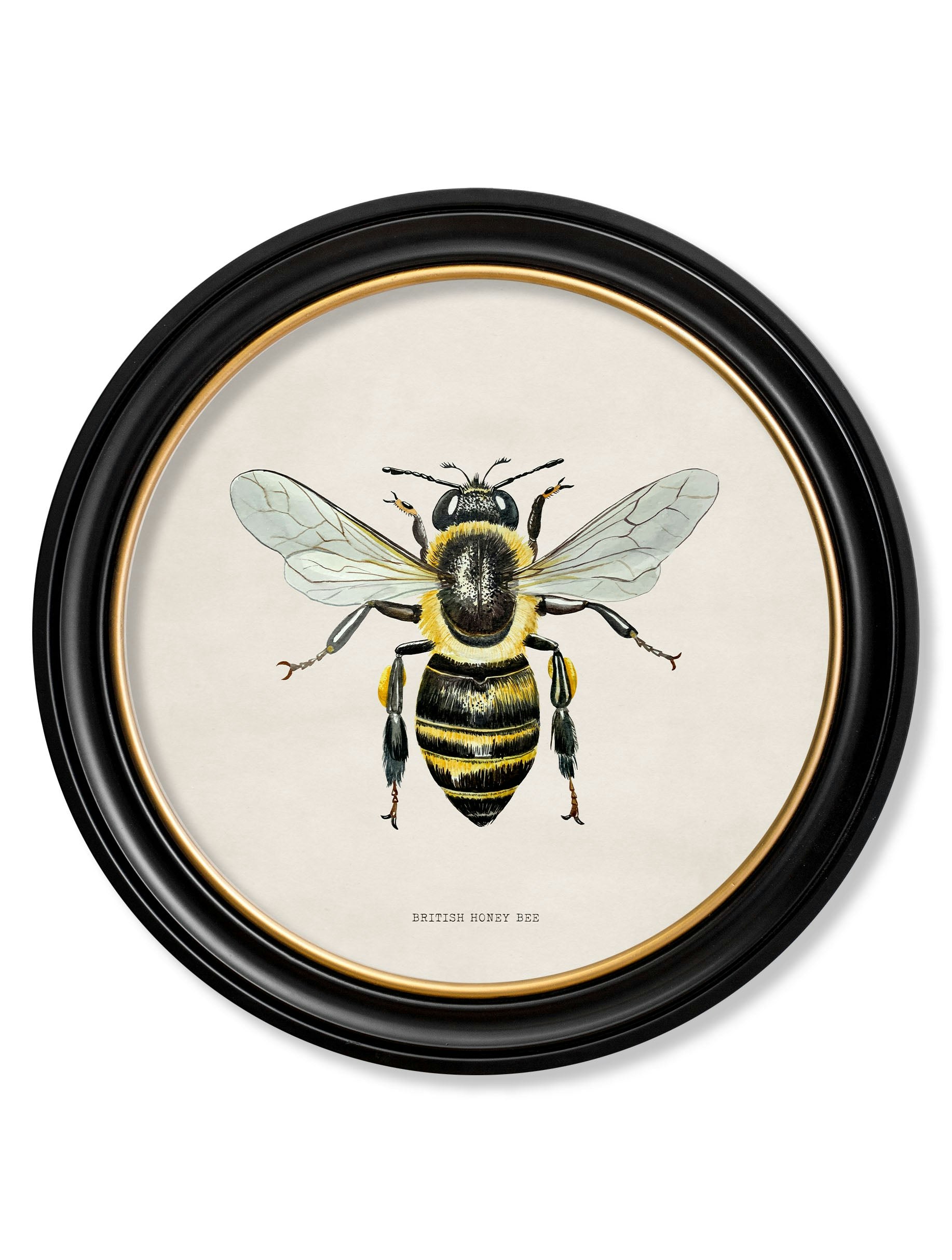 Exceptional Art Black C1892 British Bees Round Frame - 70 X 70Cm - British Honey Bee
