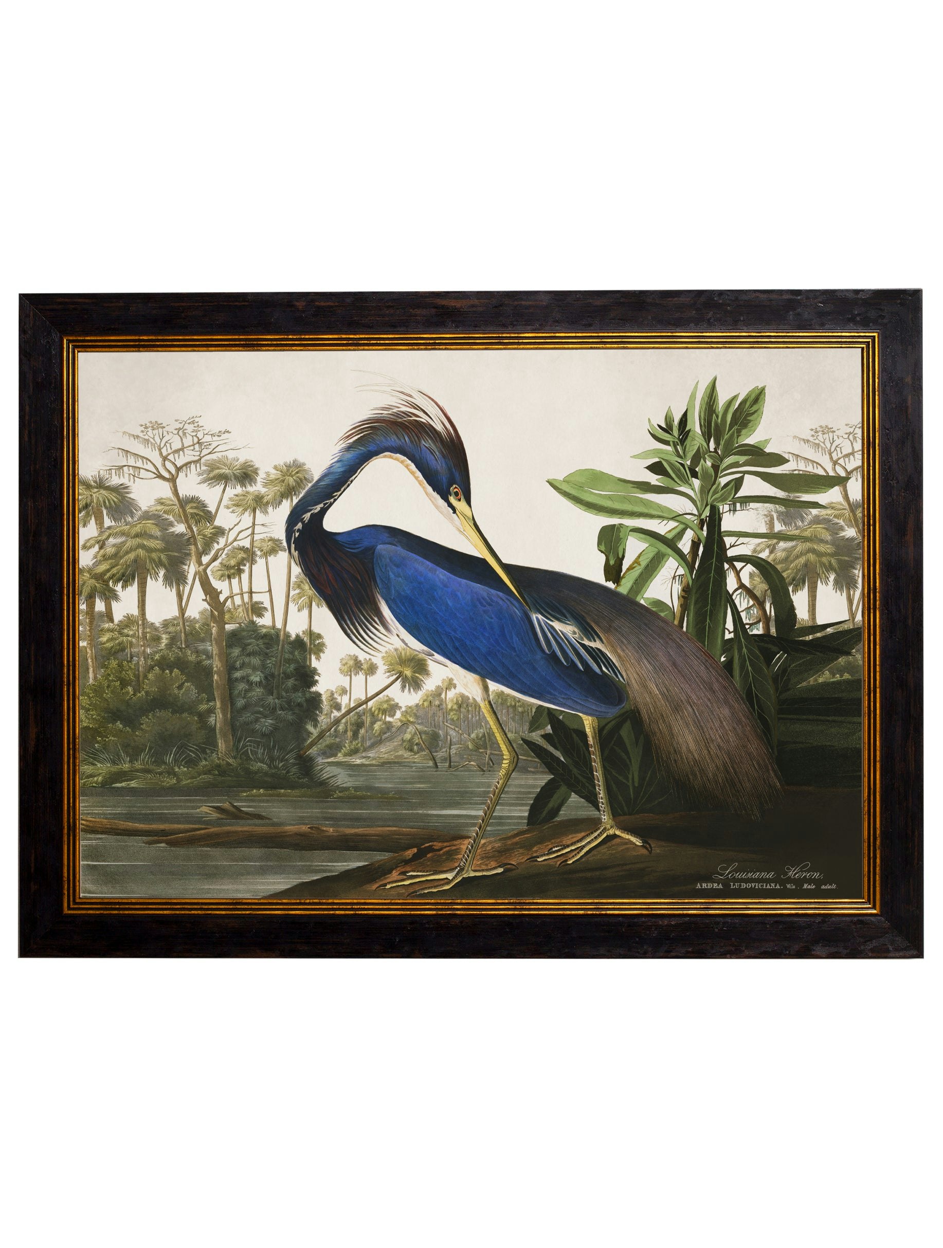 Rackhams C.1838 Audubon's Herons - 50 X 70Cm - No Mount - Louisiana Heron