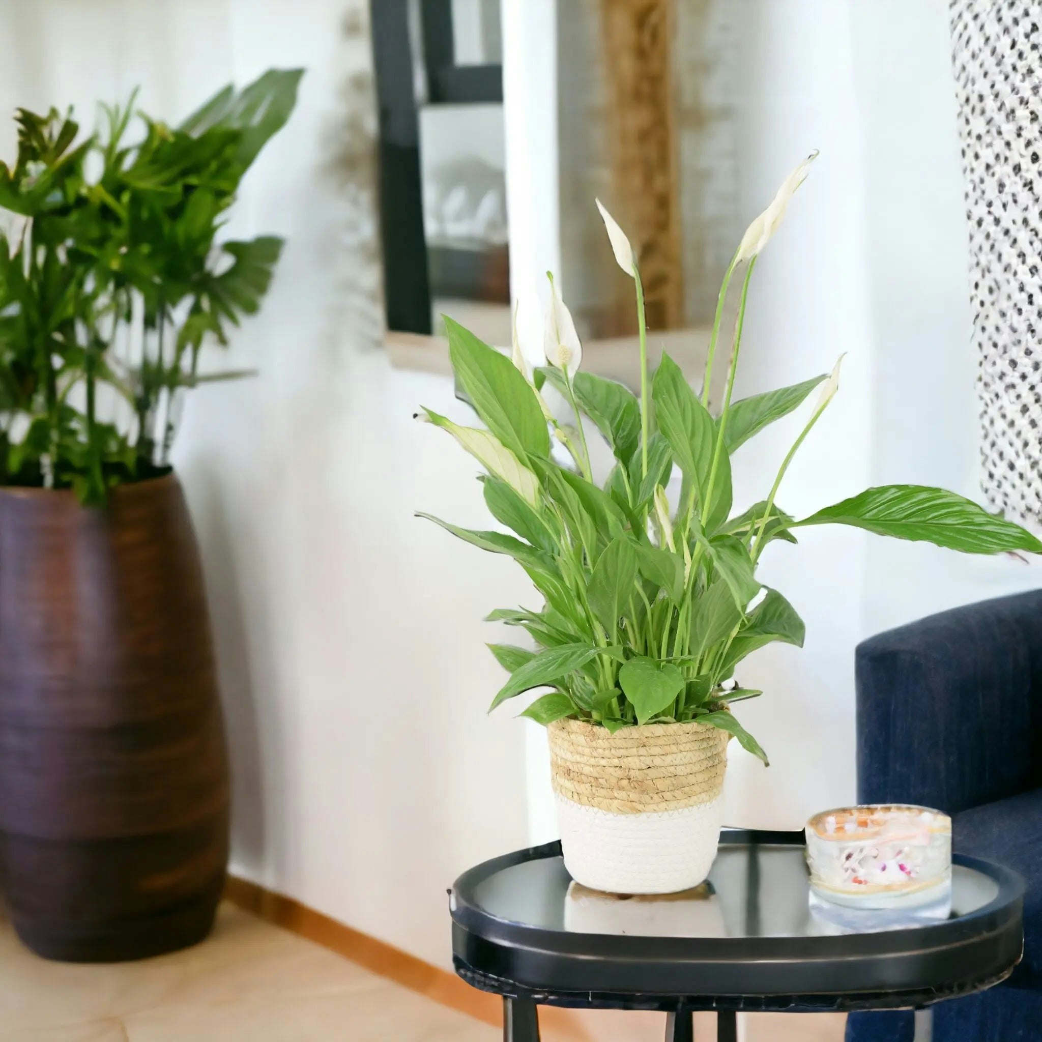Plants By Post White Peace Lily Plant 12Cm - Air Purifying Houseplant Elegant Indoor Plant With Flowers - Basket Two Tone