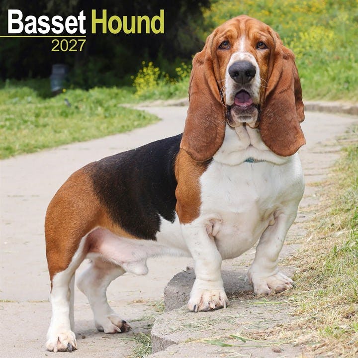 Basset Hound Calendar 2027, Wall Calendars, Month To View, Dogs, Gift - Image 7