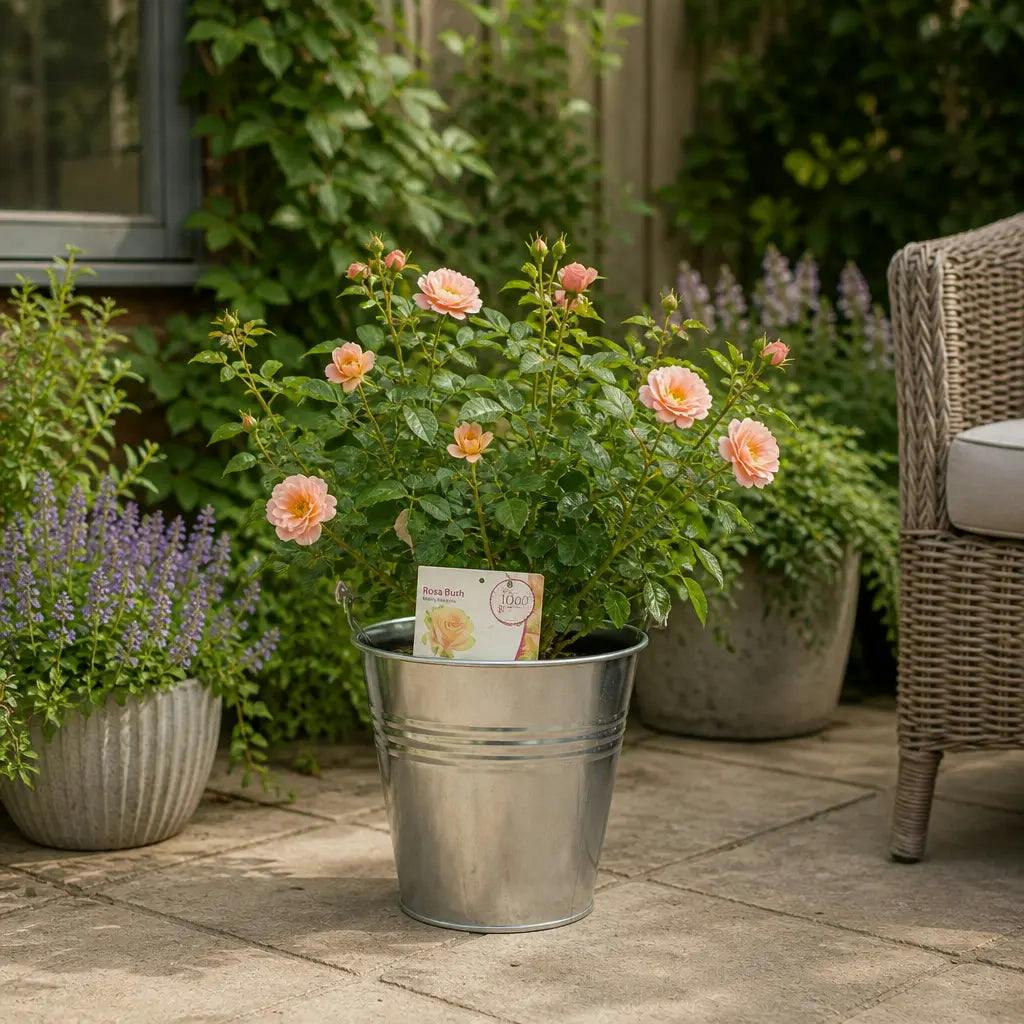 Plants By Post 5L Many Happy Returns Peach Rose Bush E - Peach - Image 2