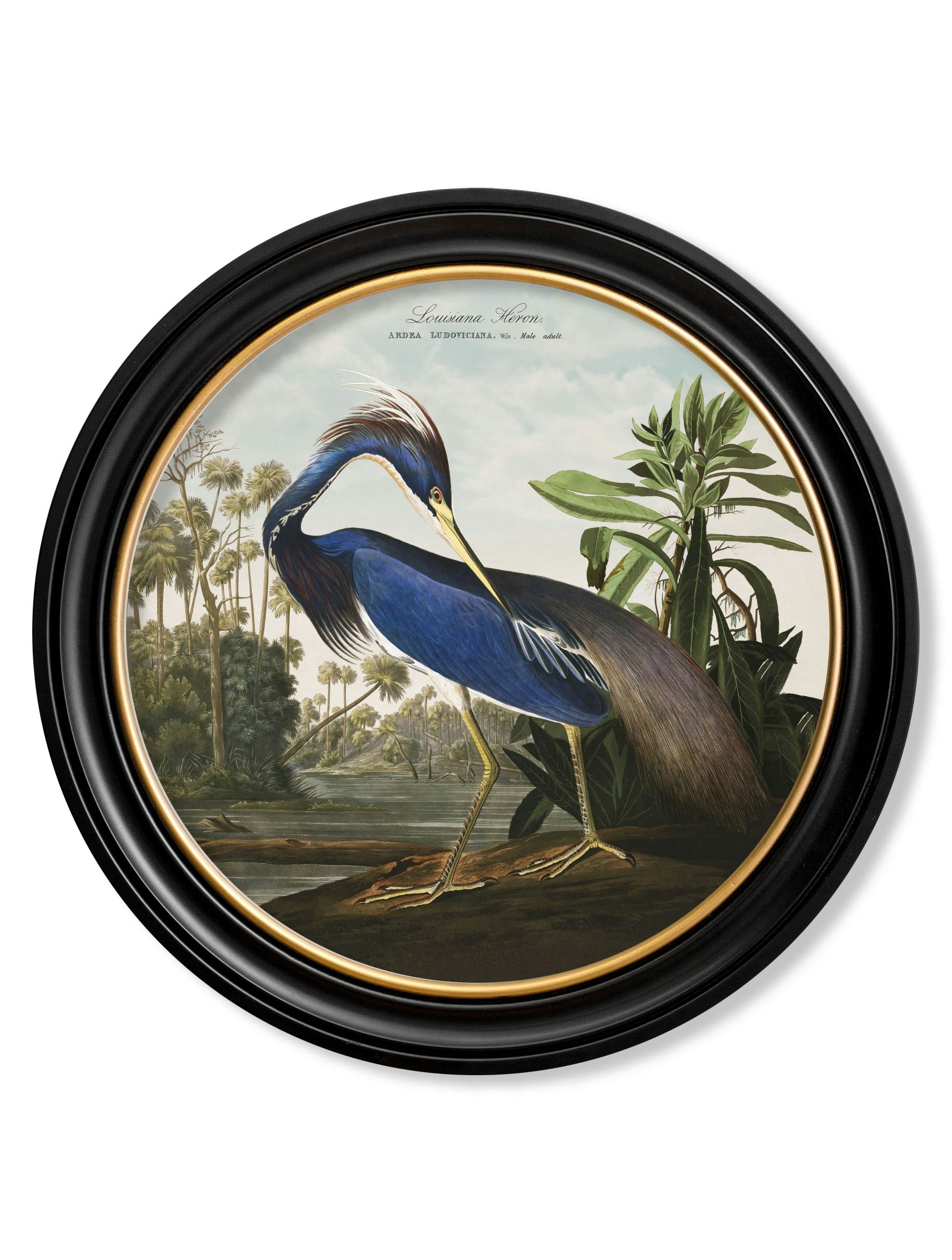 Exceptional Art Black C.1838 Audubon's Herons In Round Frames - 70 X 70Cm - Louisiana Heron