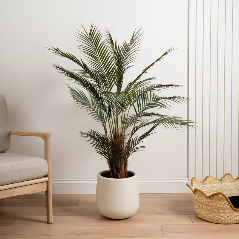 Scottish Everlastings White 125Cm Palm Tree In Pot