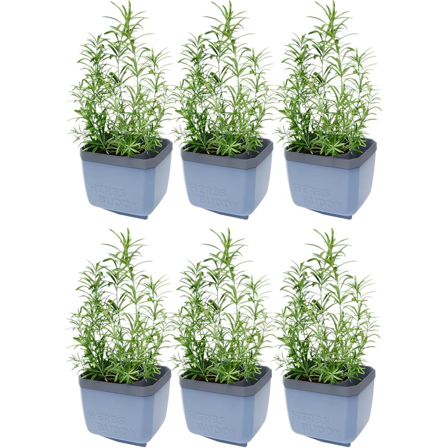 Rackhams Blue Herbs Buddy Herb Pot With Water Reservoir - 6 Pcs