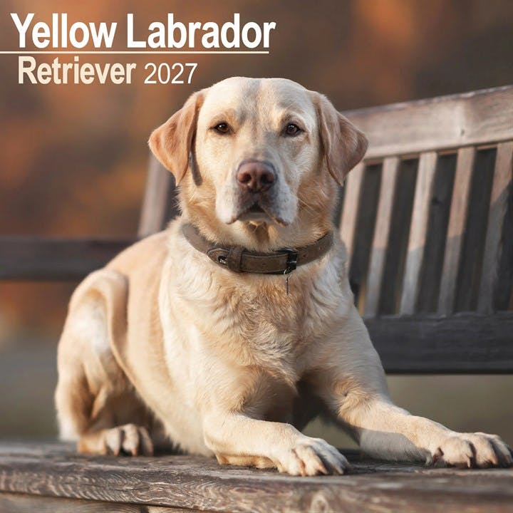 Labrador Ret Yellow - Image 7