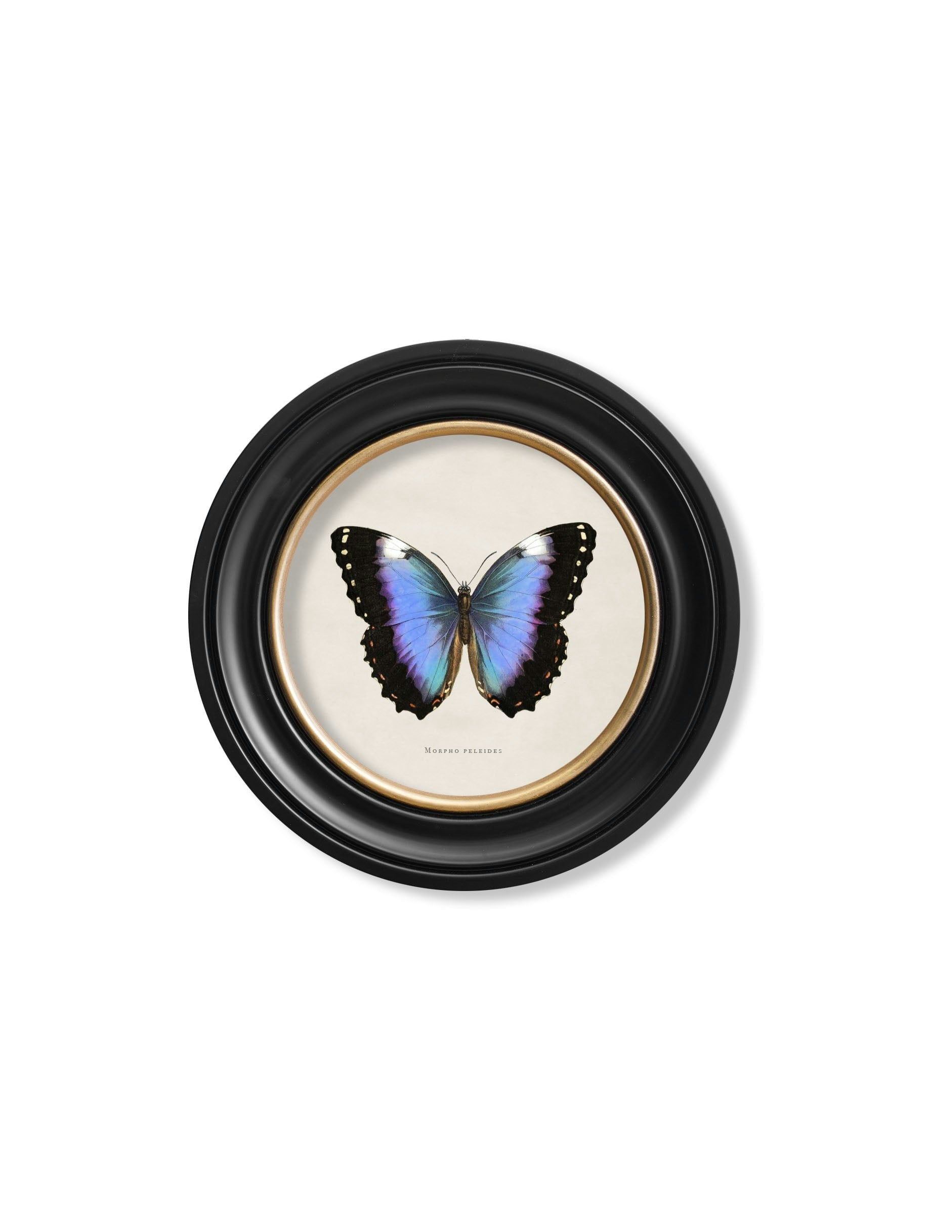 Rackhams Black/Blue C.1835 Tropical Butterflies - Round Frames - 44 X 44Cm - Butterfly