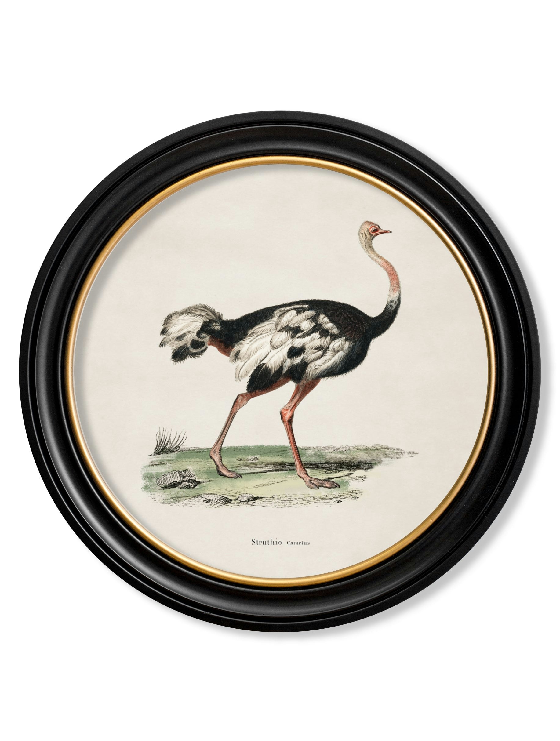 Exceptional Art C.1846 Ostrich - Round Frame - 70 X 70Cm - Oxford Round - Ostrich
