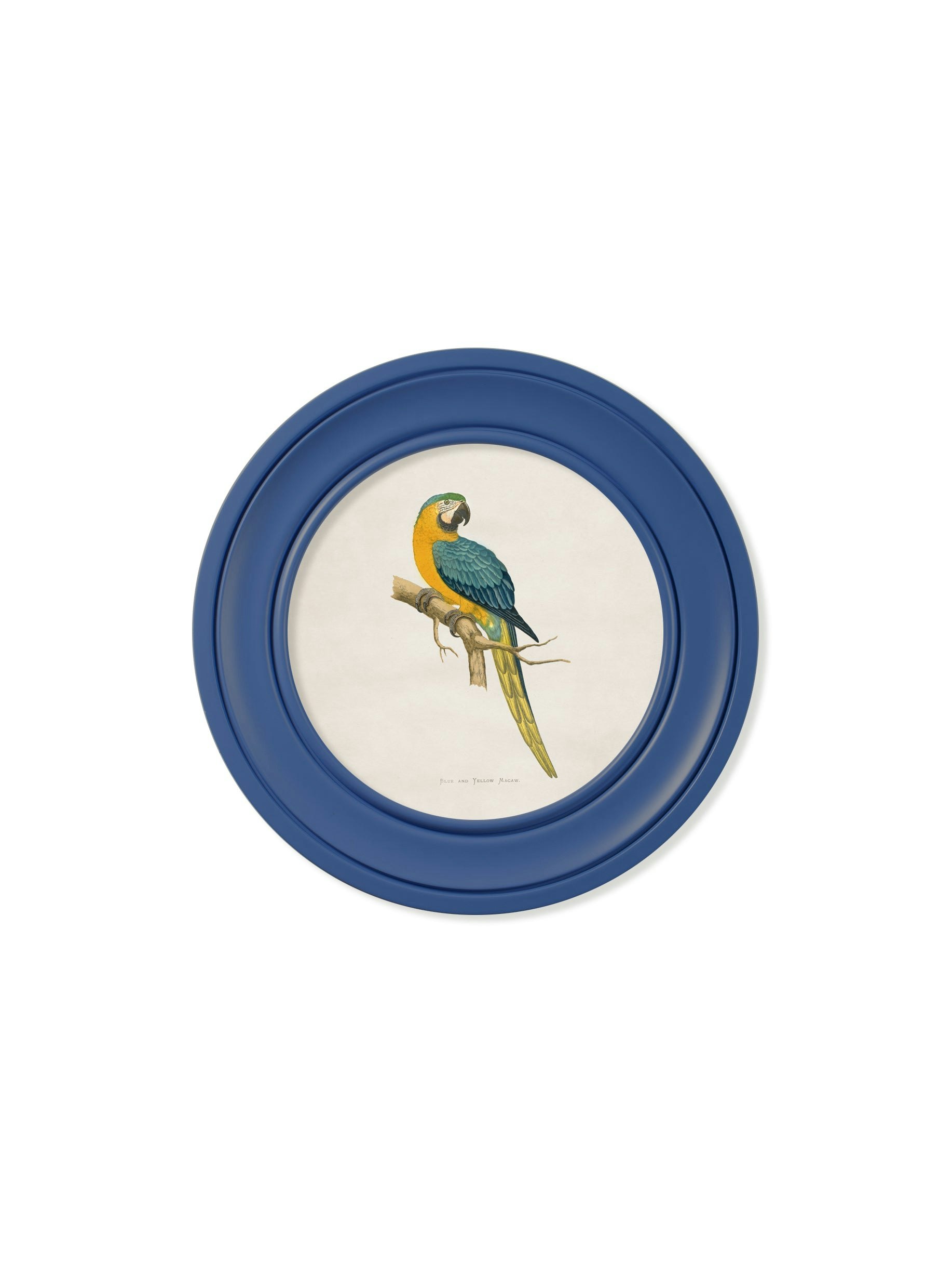 Exceptional Art Blue C.1884 Collection Of Macaws In Round Frames - 44 X 44Cm - And Yellow Macaw