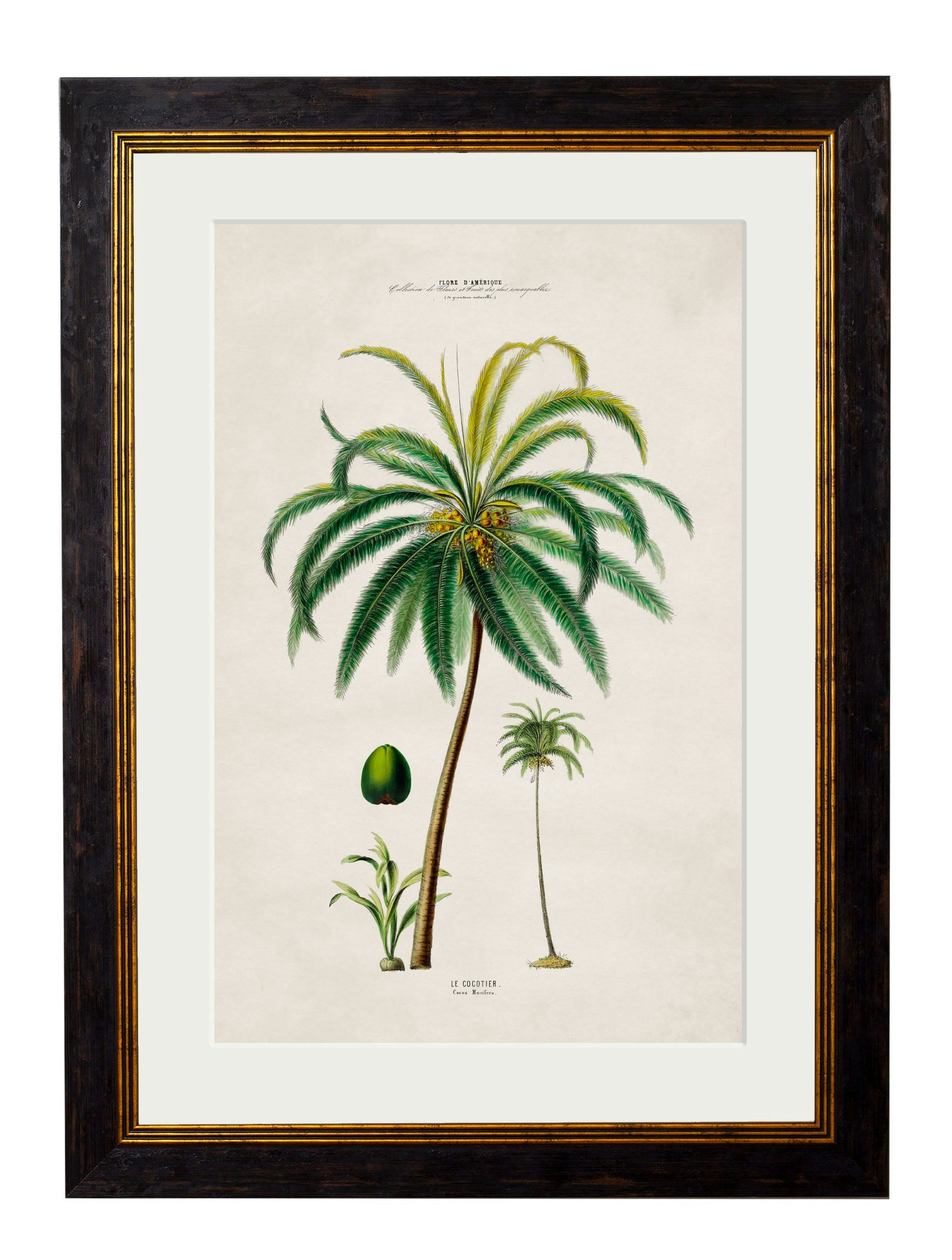 Rackhams Black C.1843 Studies Of South American Palm Trees - 38 X 50Cm - Coconut Palm