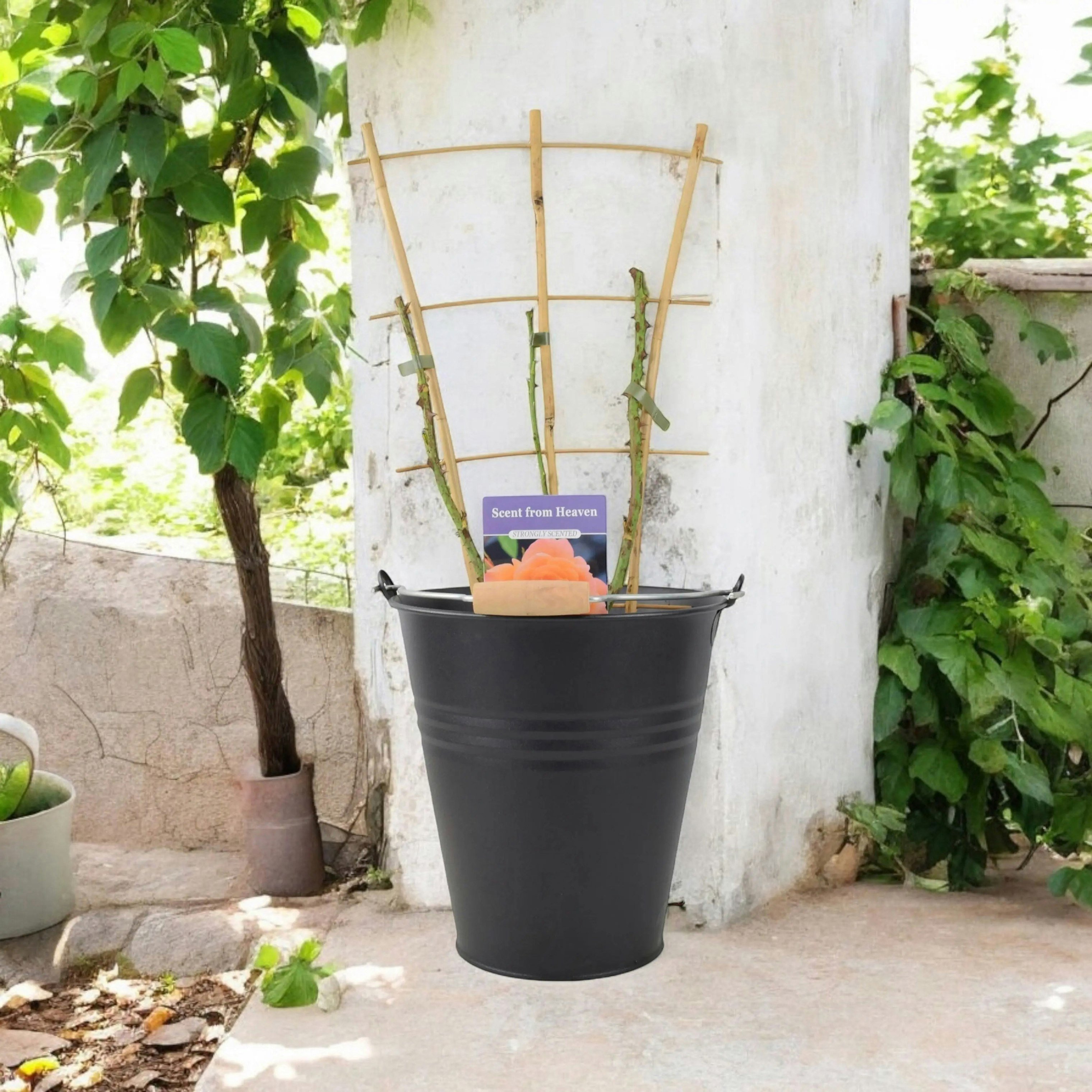 Plants By Post Salmon/Orange/Anthracite Scent From Heaven Rose 5.5L Pot Award-Winning Fragrant - Blooms - Metal Pail With Handle