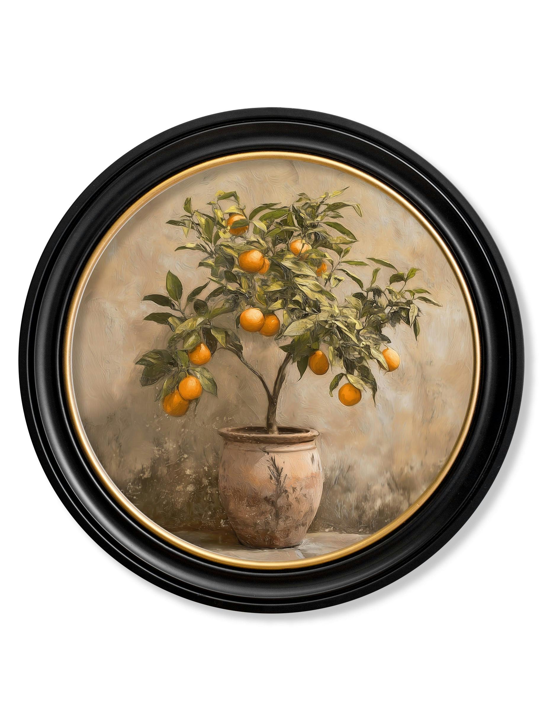 Rackhams Orange Mediterranean Tree - Oxford Round Frame - Oxford Round - Mediterranean Tree - 96 X 96Cm