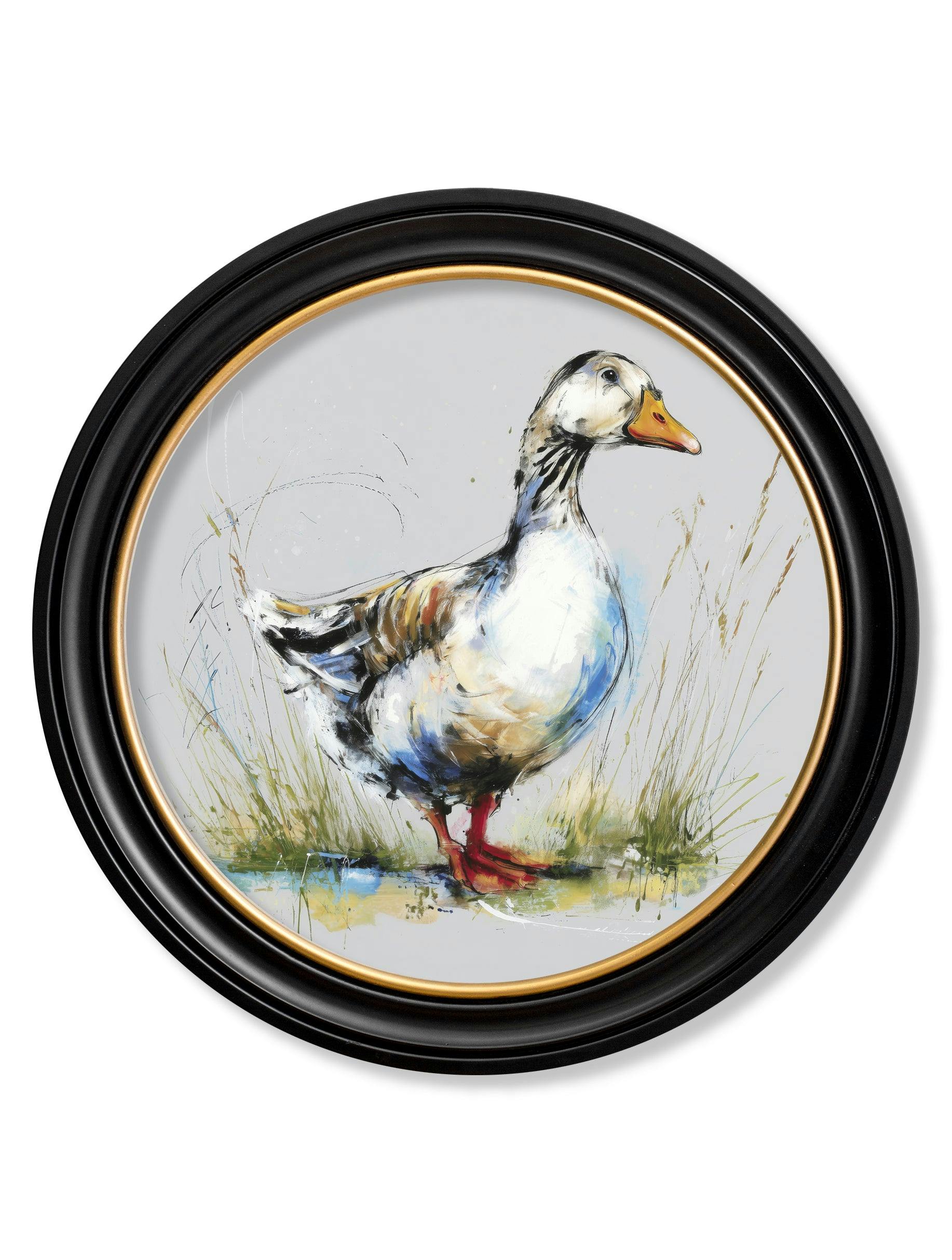 Rackhams White Goose Cosy Sketch - Oxford Round Frame - Goose Cosy Sketch - 70 X 70Cm