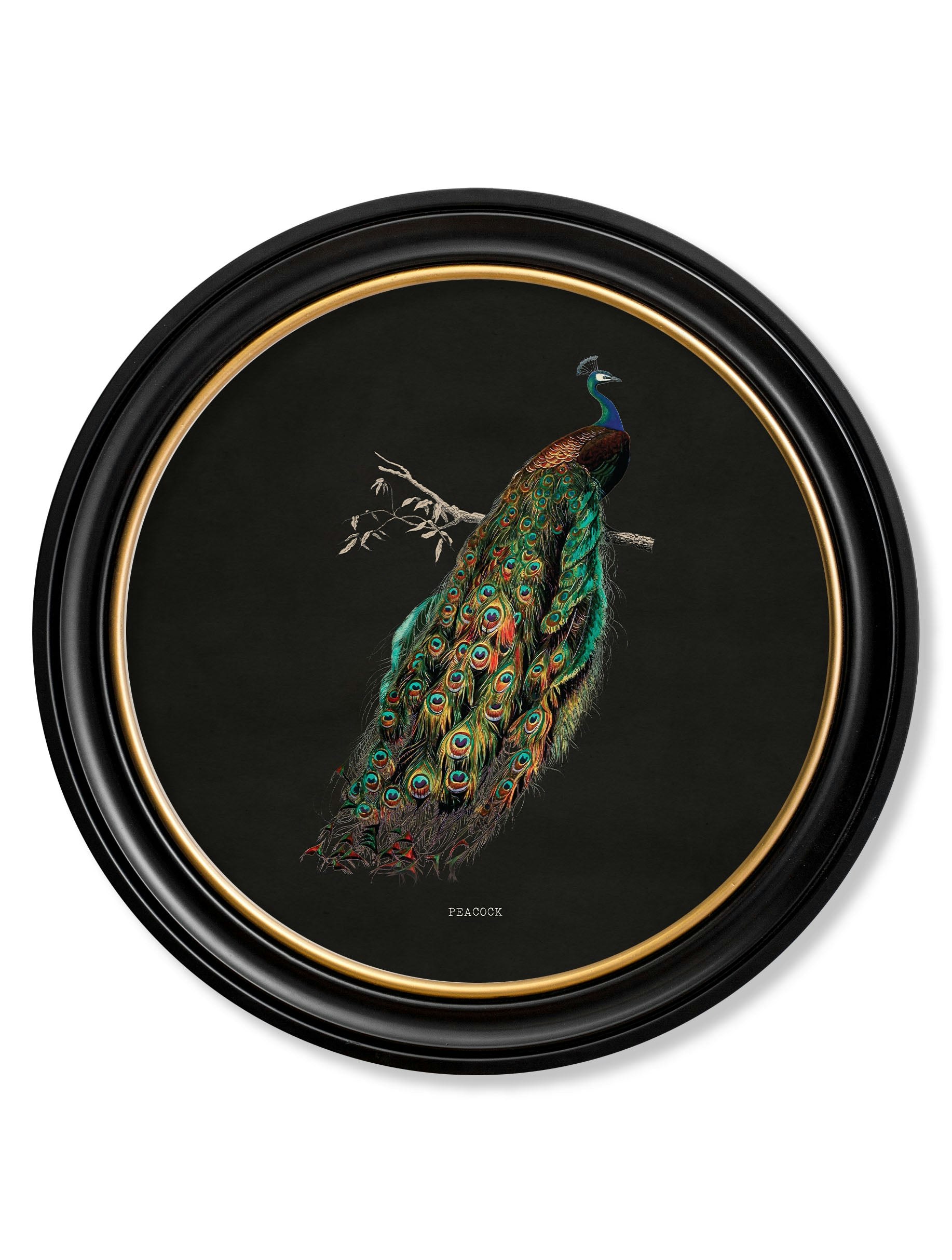 Exceptional Art Dark/Black C.1847 Peacocks In Round Frames - 70 X 70Cm - Right Facing Peacock