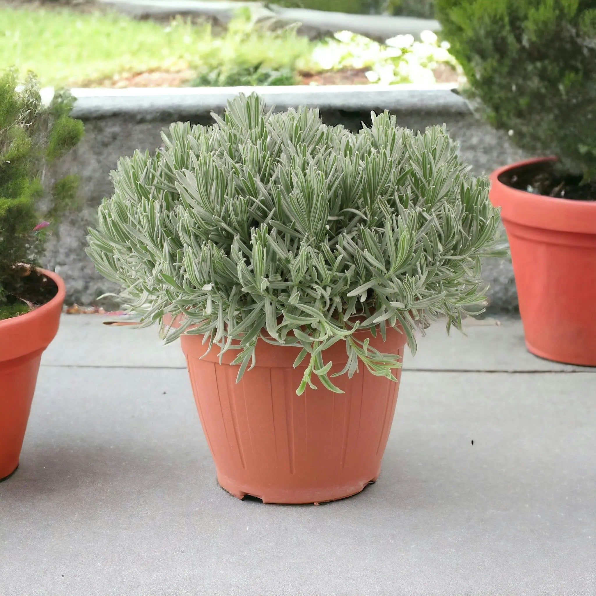 Plants By Post Lavender 5L In Patio Ready Pot - Fragrant Mediterranean Plant For Garden Or Patio