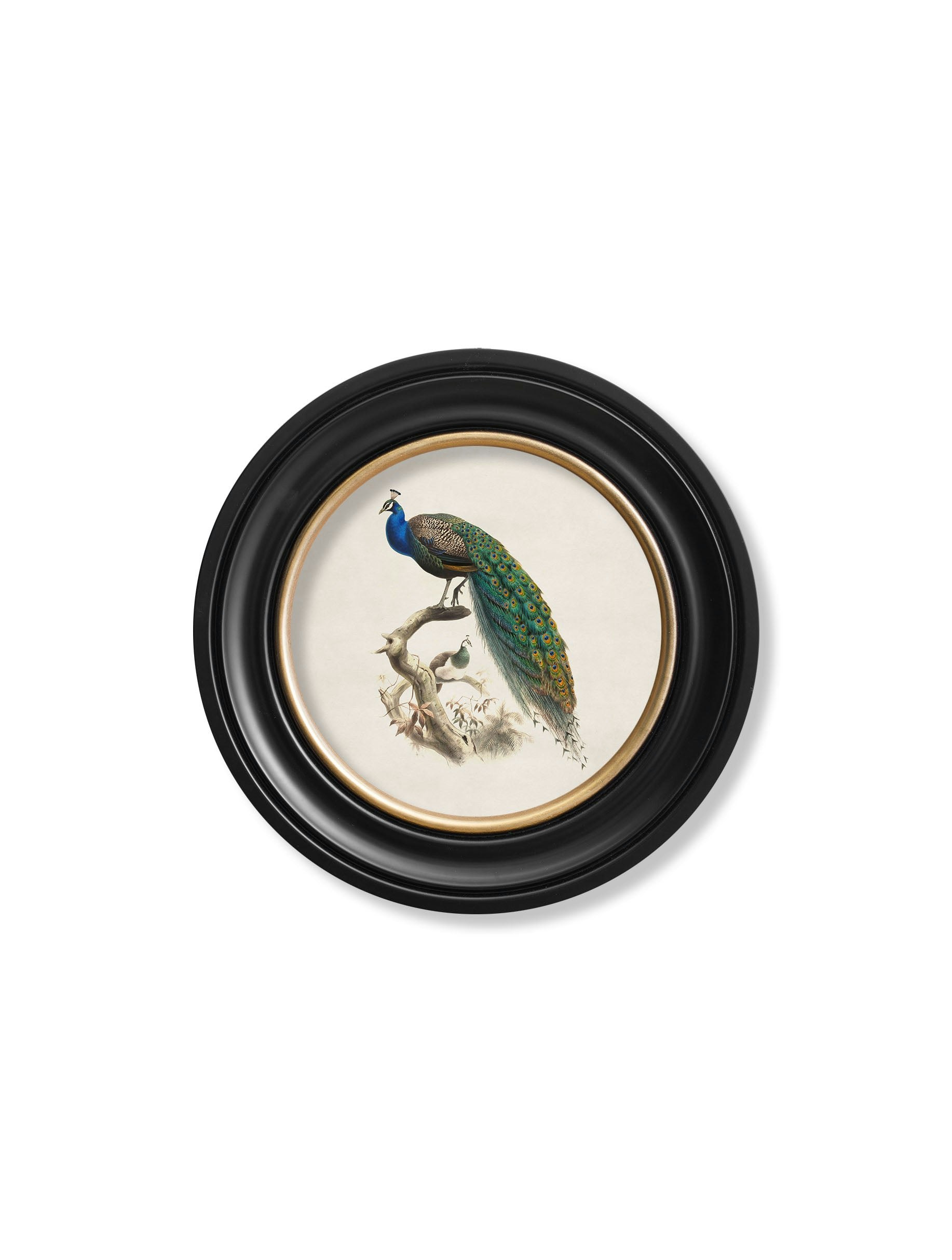 Rackhams C.1800s Peacock In Round Frame - 44 X 44 Cm - Oxford Round