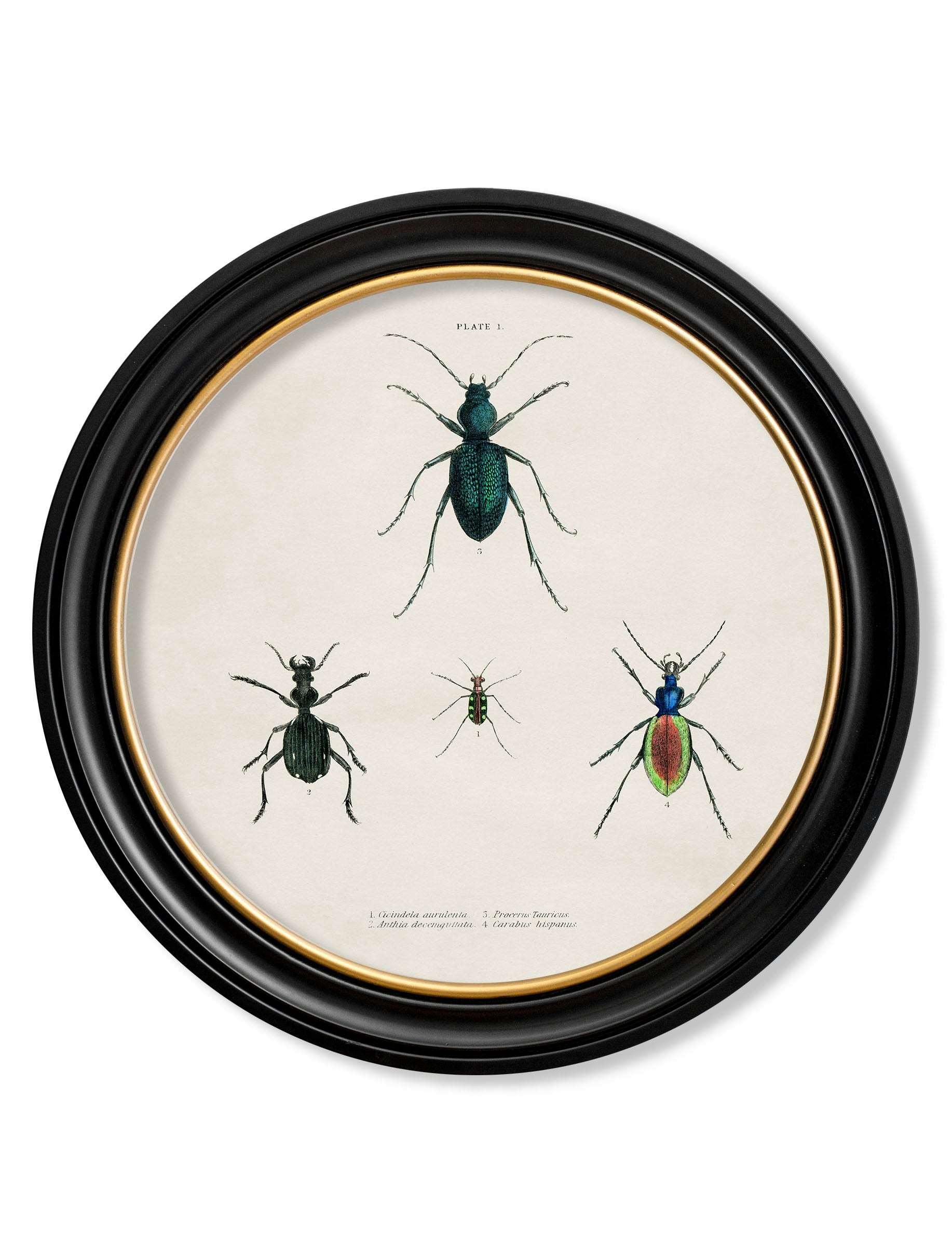 Rackhams Black C.1836 Beetle Plates - Round Frame - 70 X 70Cm - Plate 1
