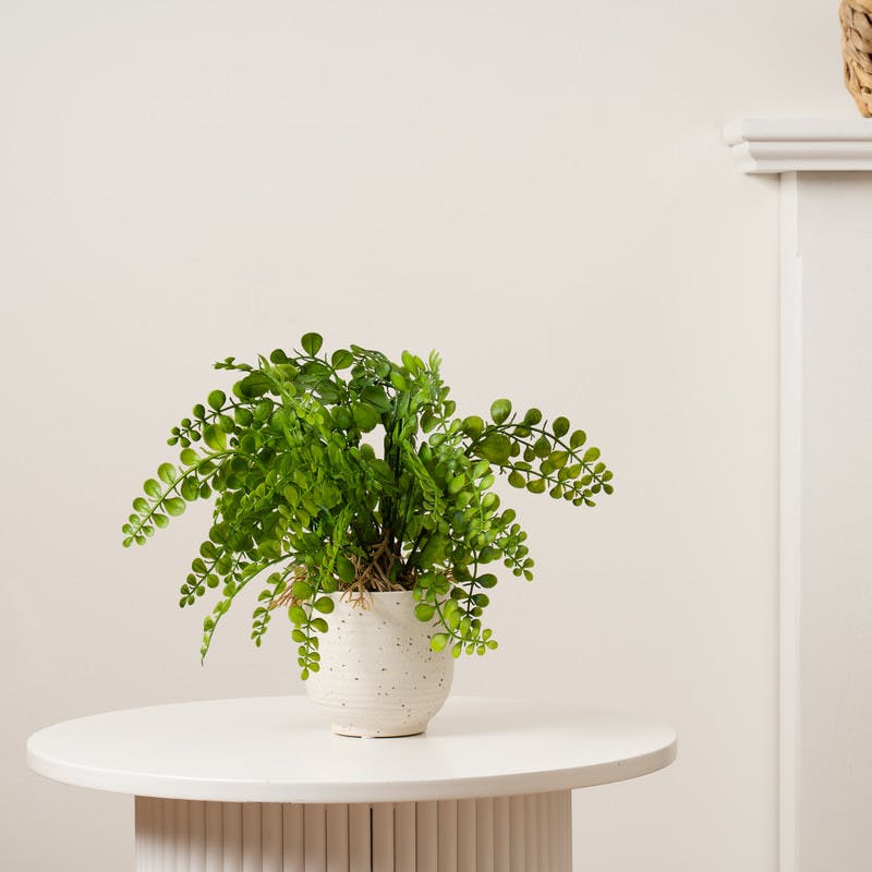 Scottish Everlastings Green/White 28Cm Fern In Speckled Ceramic Pot