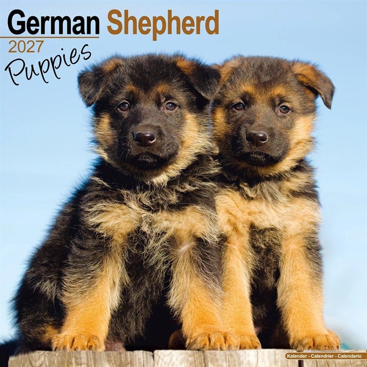 German Shepherd Puppies Calendar 2027, Wall Calendars, Month To View, Dogs, Gift - Image 6