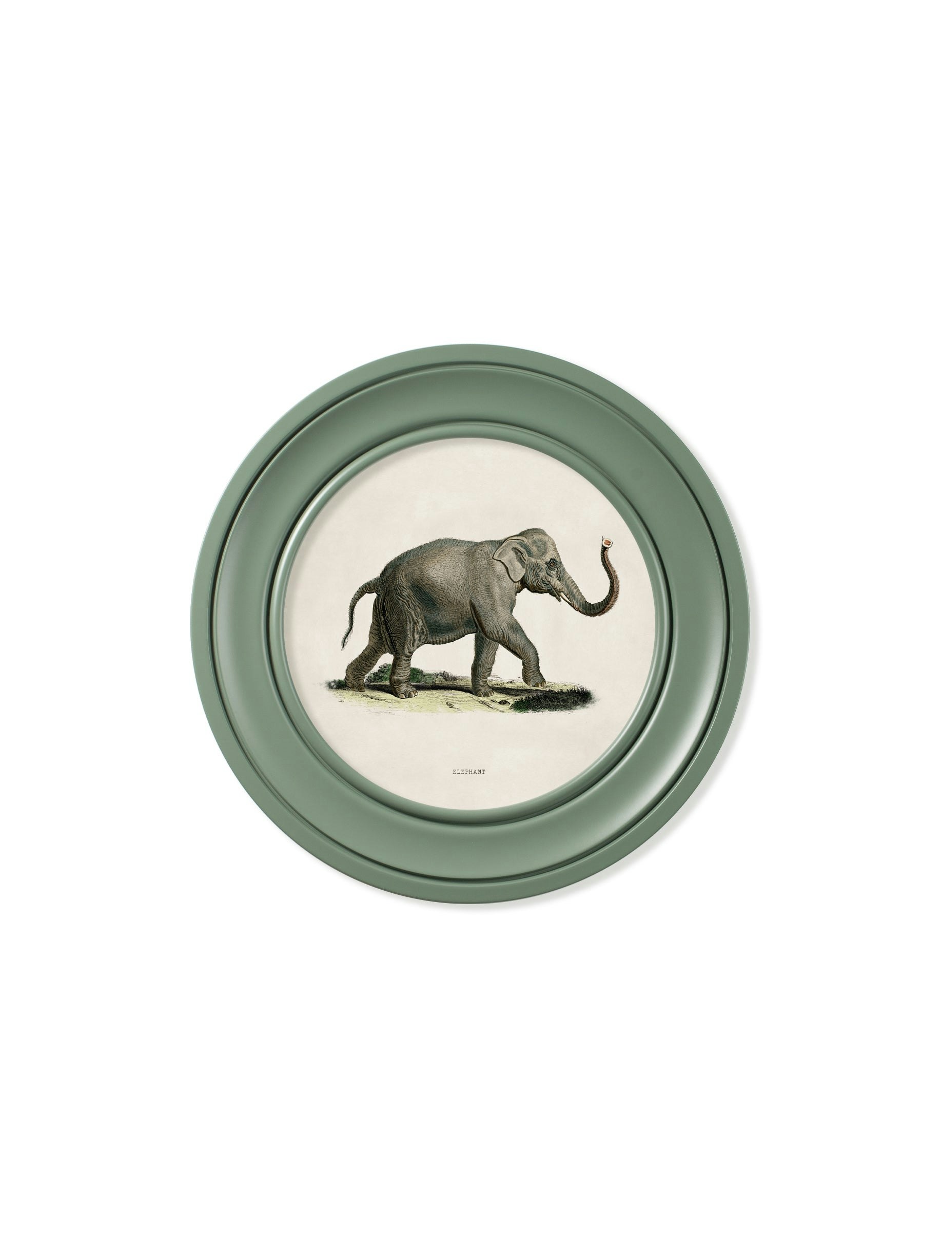 Exceptional Art Green C.1846 Elephants In Round Frame - 44 X 44Cm - Right Facing Elephant
