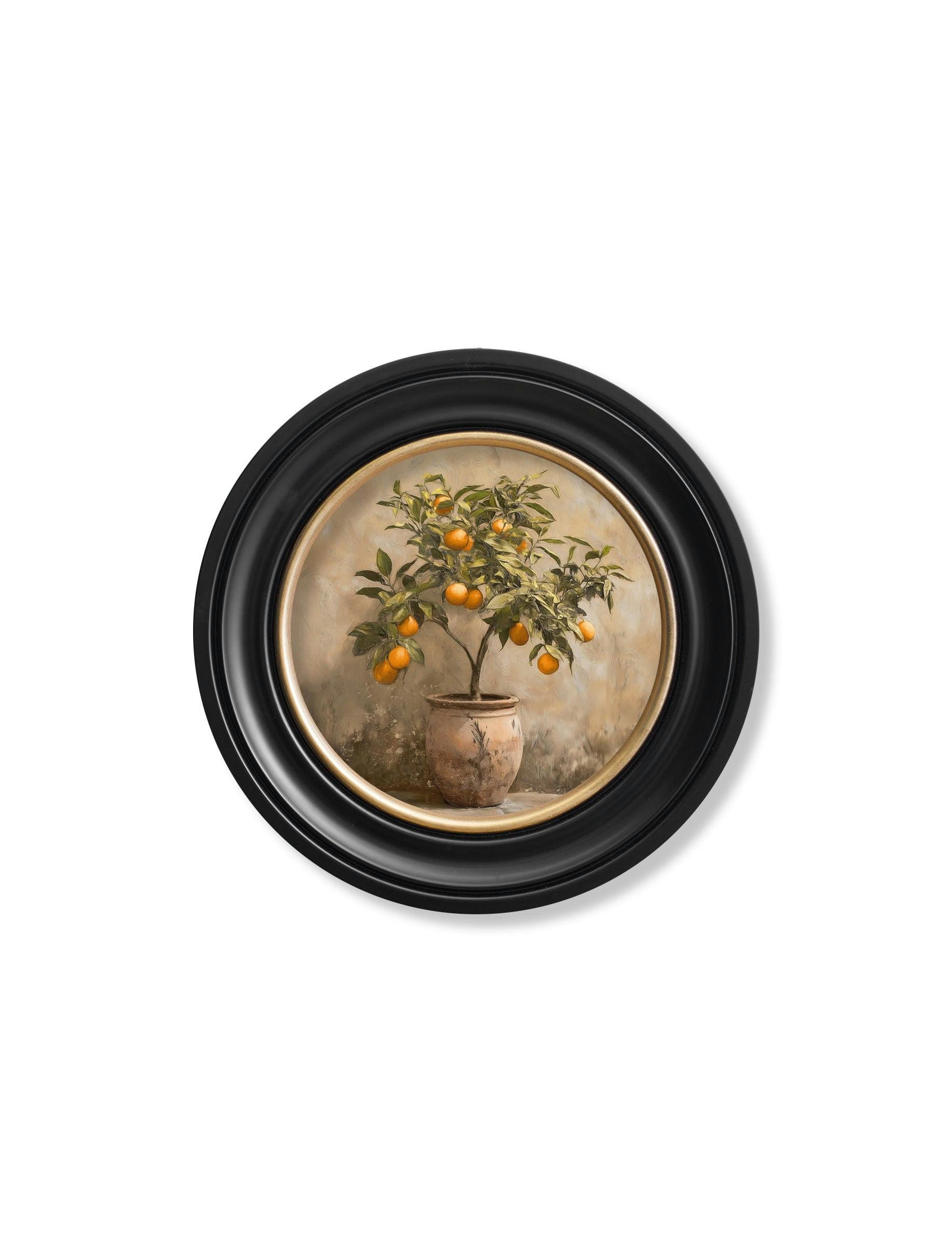 Rackhams Orange Mediterranean Tree - Oxford Round Frame - Oxford Round - Mediterranean Tree - 44 X 44 Cm