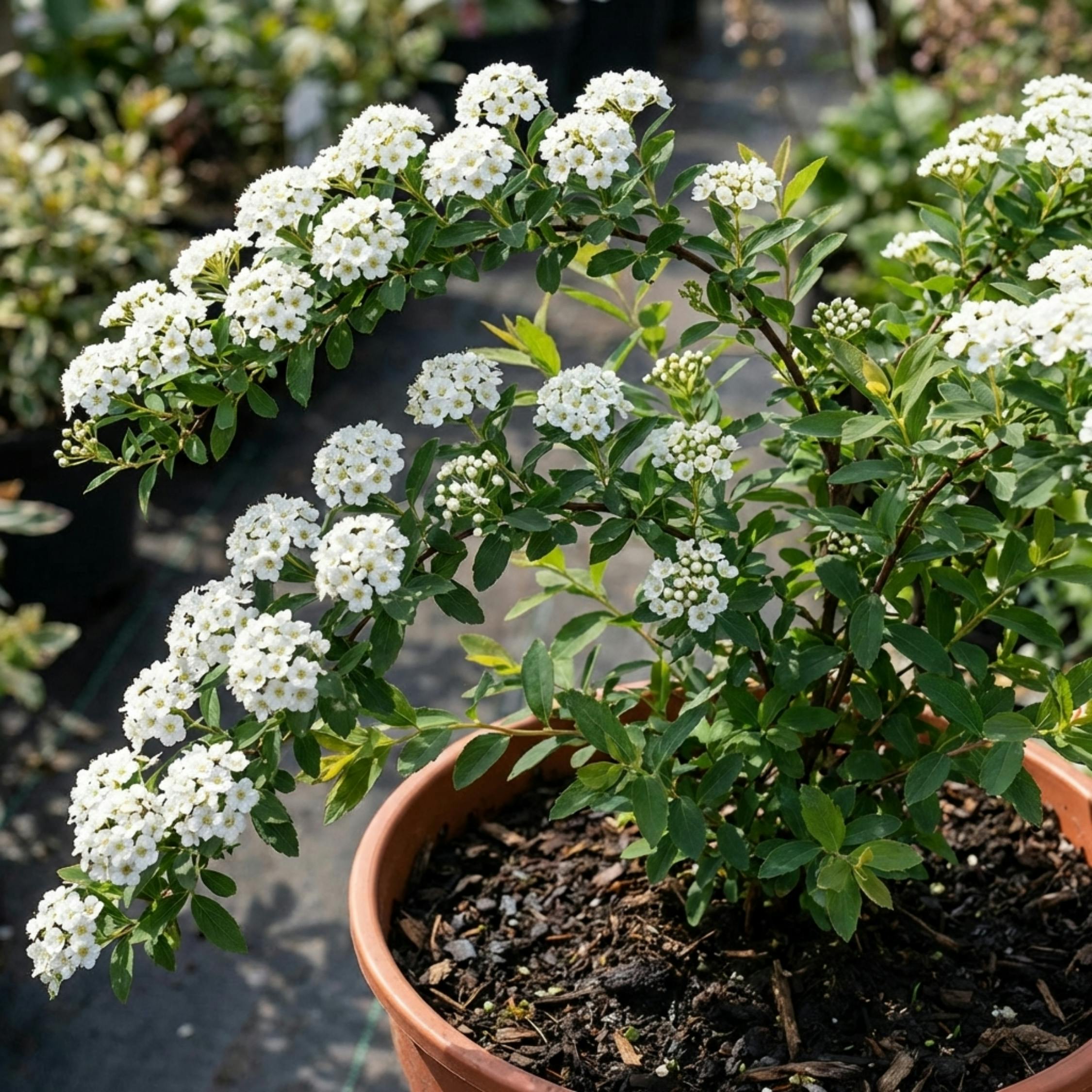 White/Blue/Green Spiraea Snowmound Hardy Flowering Shrub Plant 2L Pot