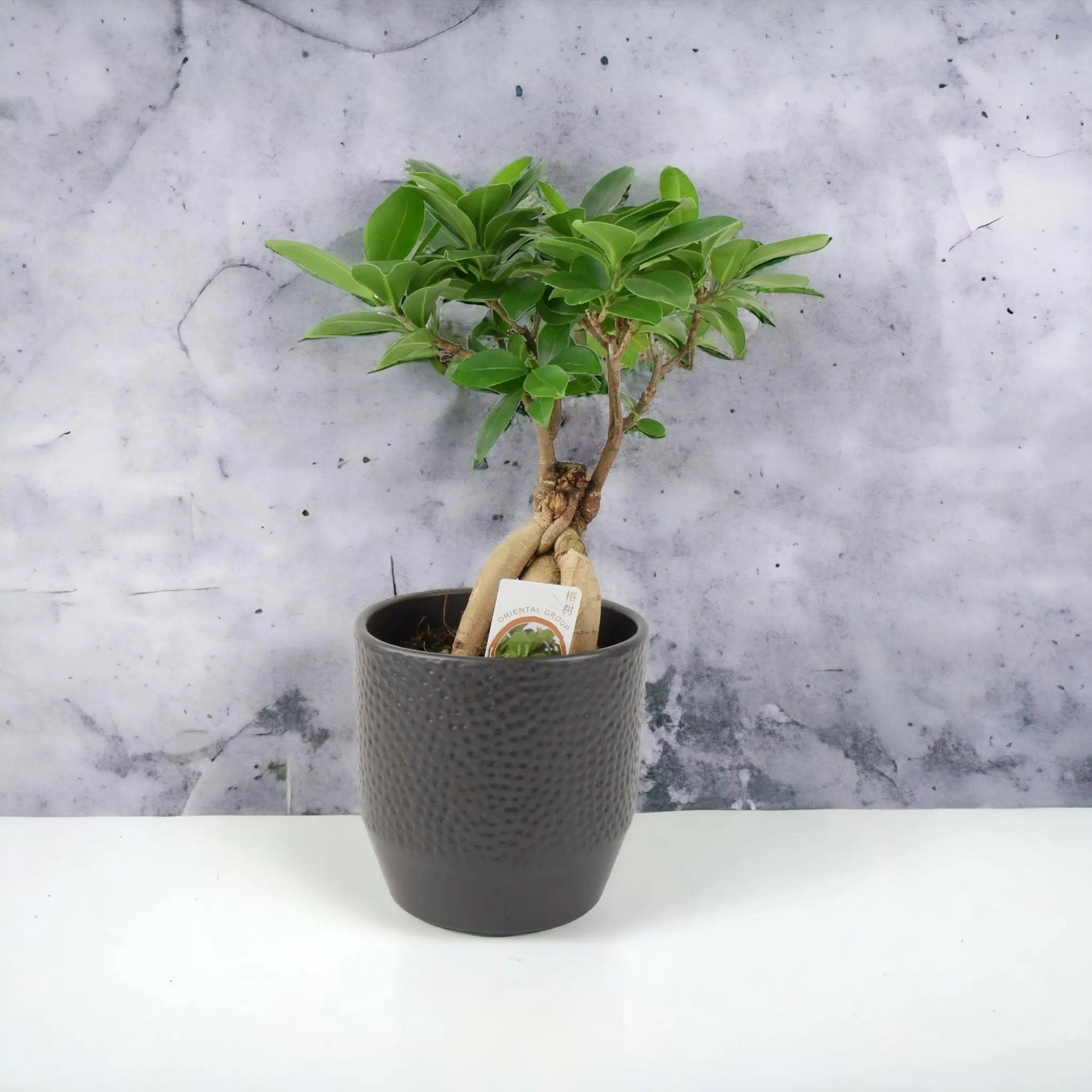 Plants By Post Anthracite Ficus Ginseng Bonsai 12Cm – Easy Care, Bright Indirect Sunlight Tree - Ceramic Ewi Dot