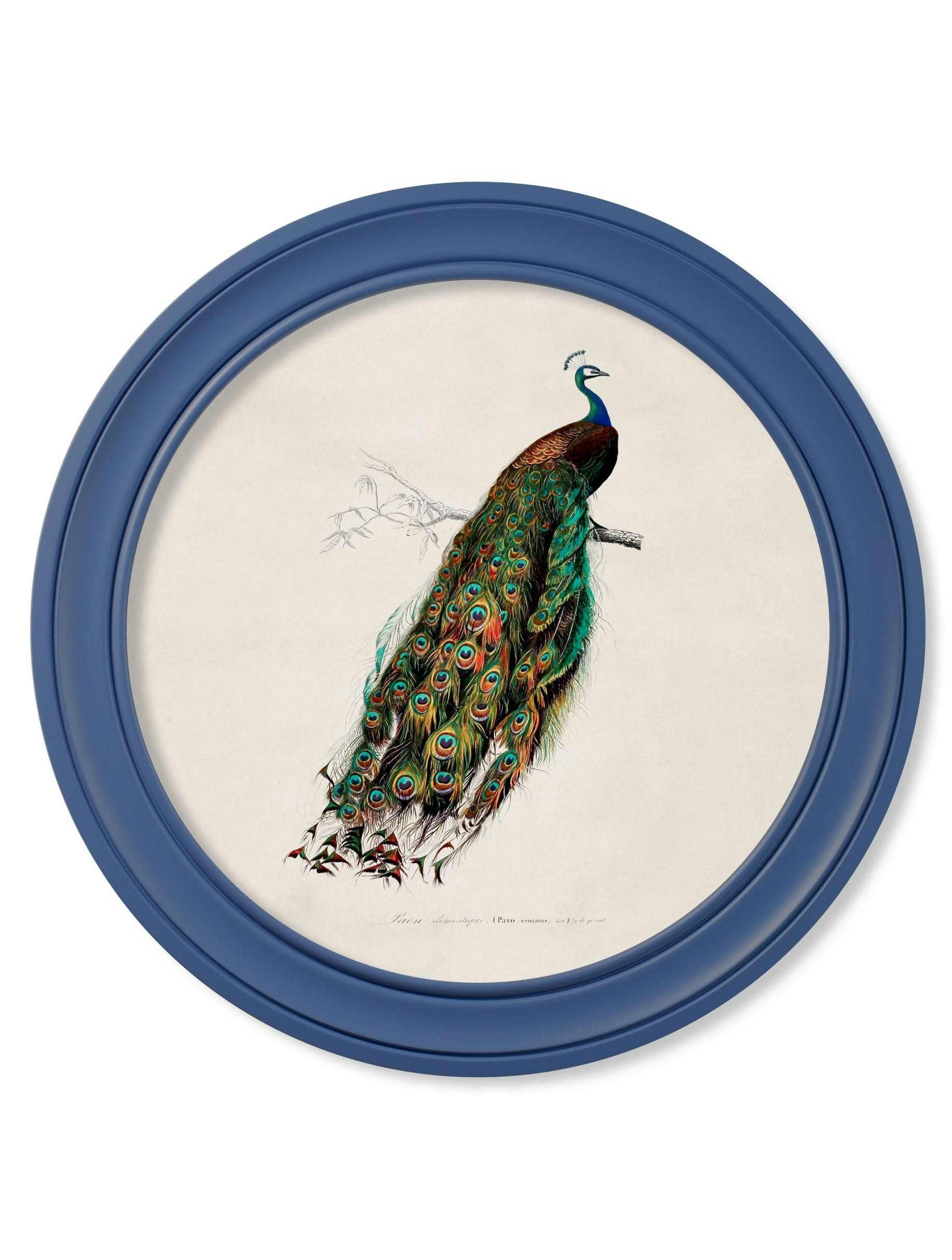 Exceptional Art Light/Blue C.1847 Peacocks In Round Frames - 70 X 70Cm - Right Facing Peacock