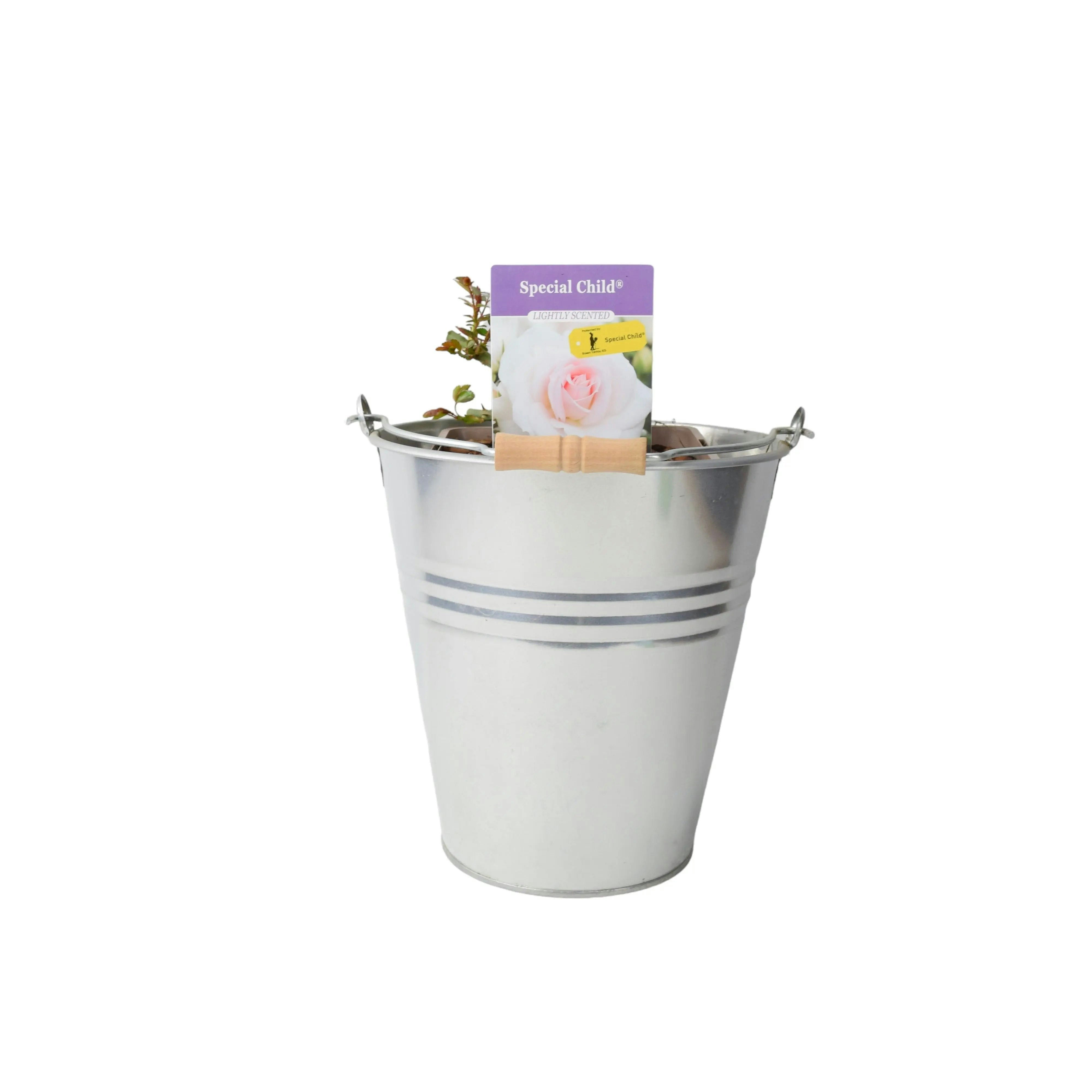 Plants By Post Pink Special Child Rose Bush In 5.5L Pot – Silvery Floribunda Patio Rose - Metal Zinc Pail