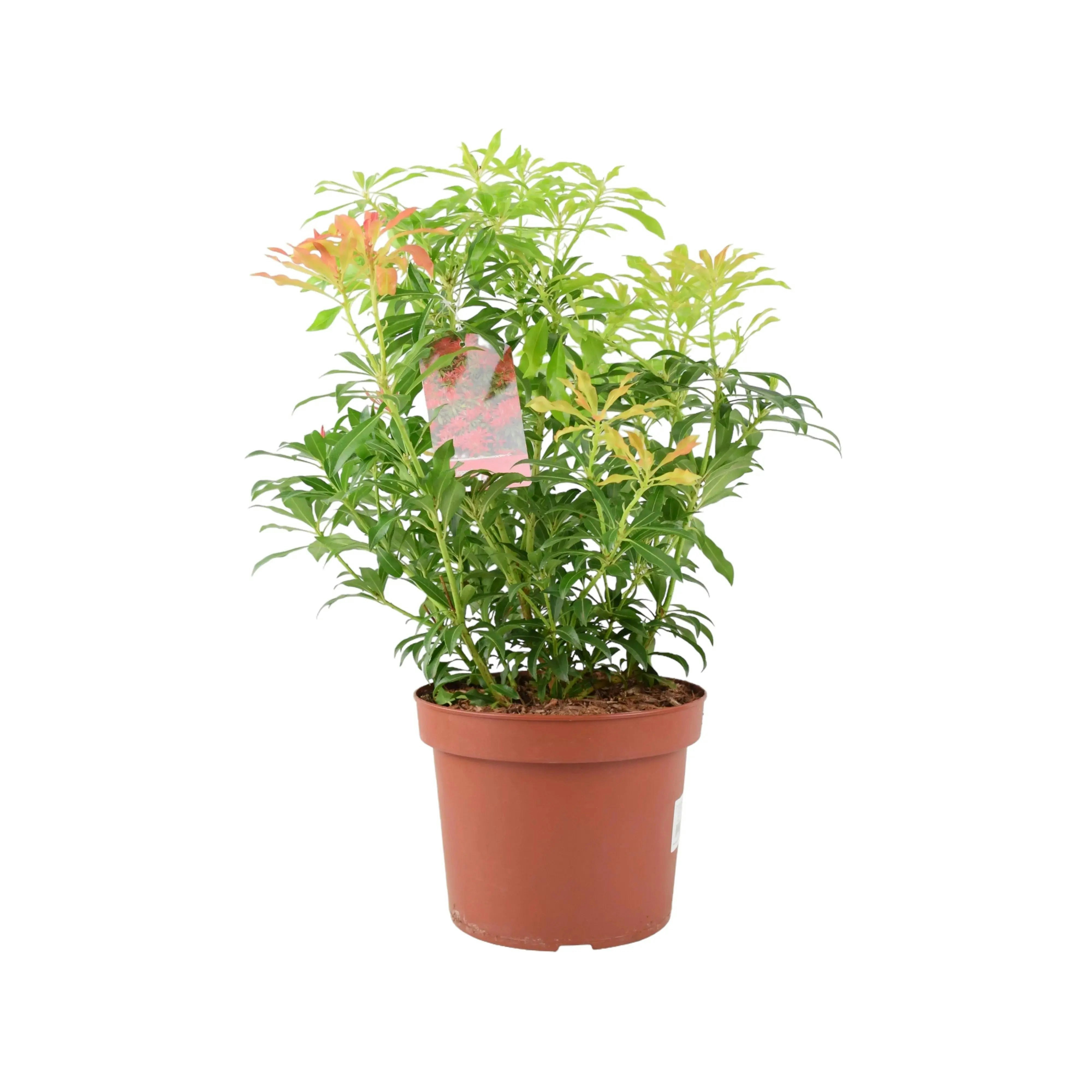 Red/Pink/Cream Pieris Forest Flame 5L Pot - Vibrant Evergreen Shrub - No Container