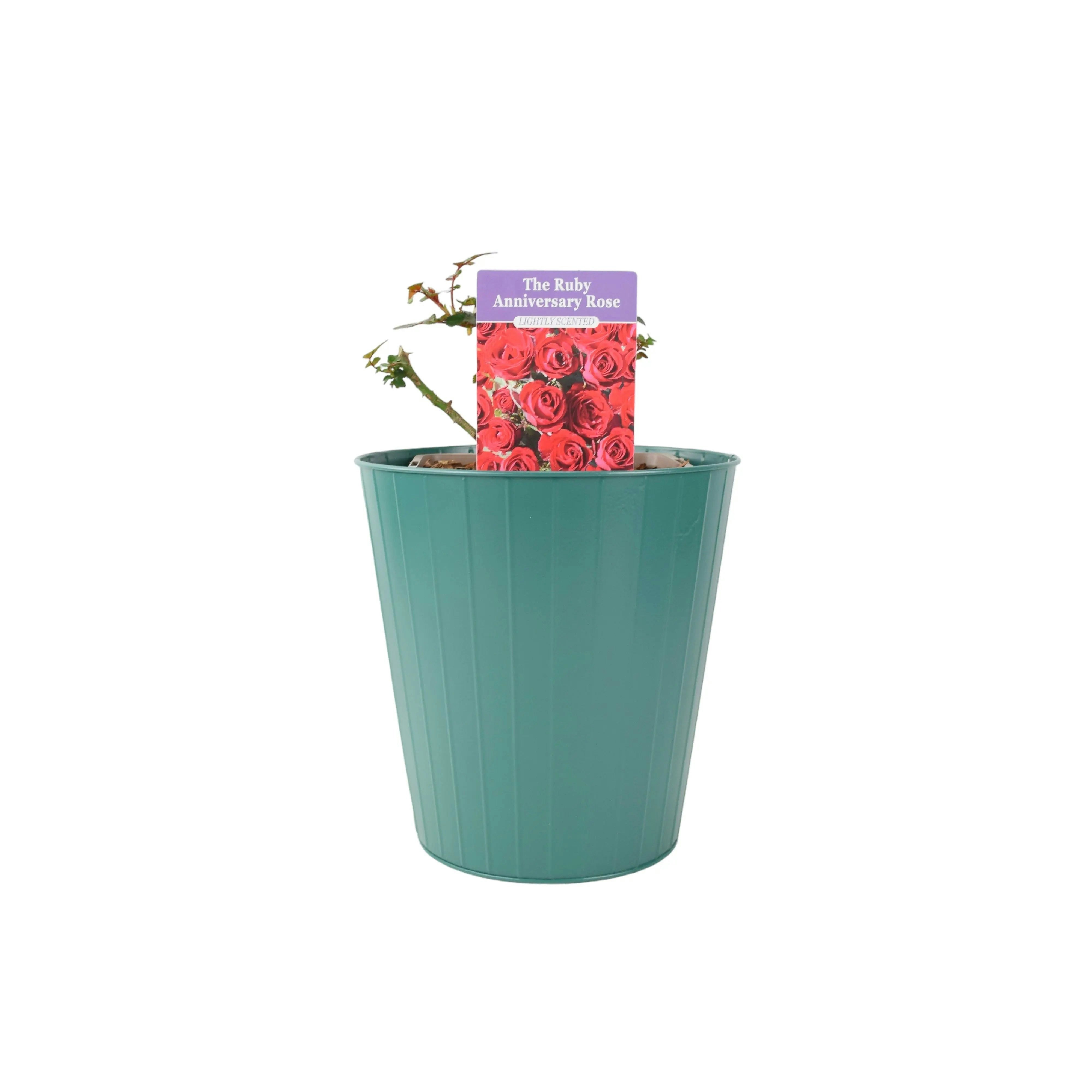 Plants By Post Dark/Red Ruby Wedding Rose In 5.5L Pot - Blooms For Special Occasions - Metal Teal Vertical Line