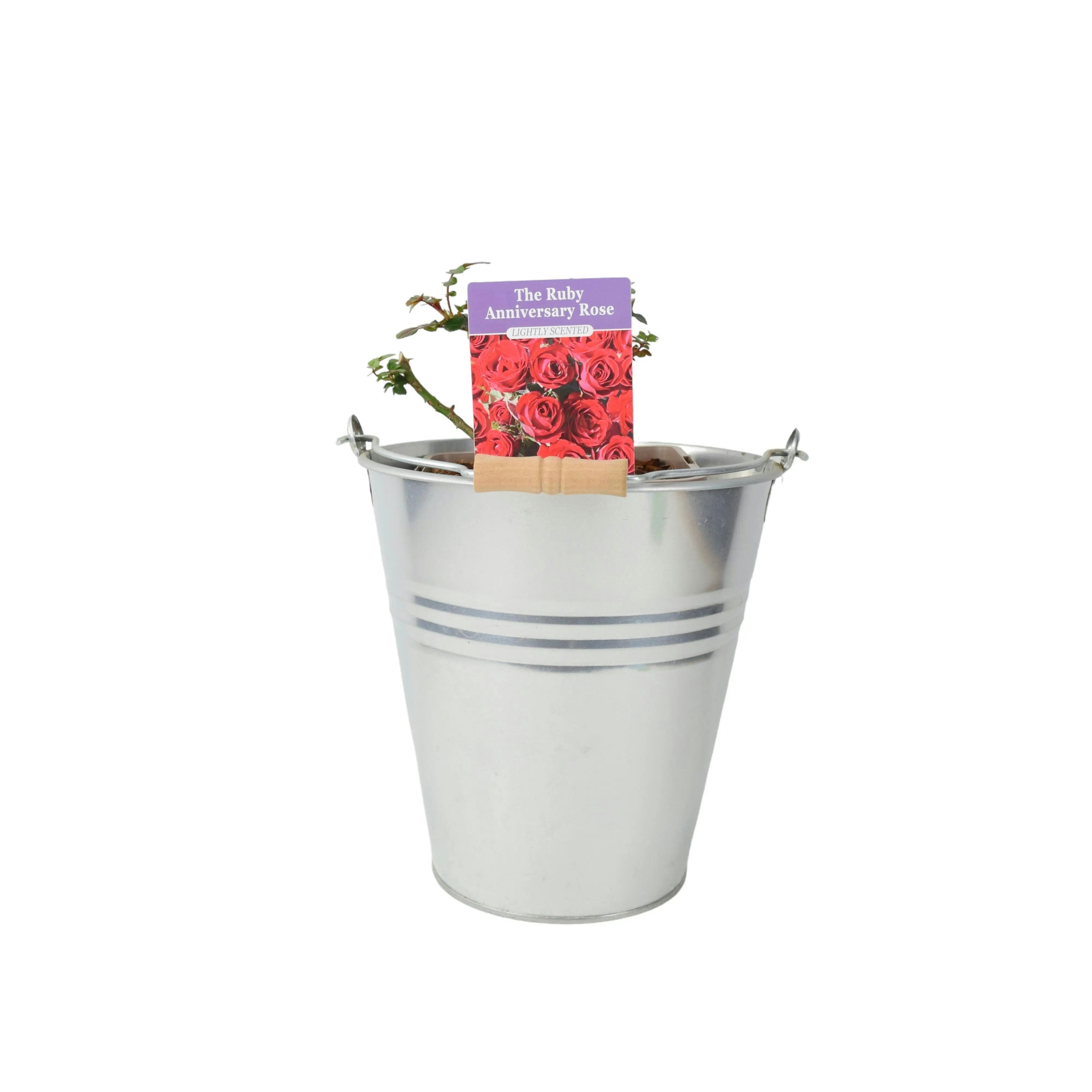 Plants By Post Dark/Red Ruby Wedding Rose In 5.5L Pot - Blooms For Special Occasions - Metal Zinc Pail