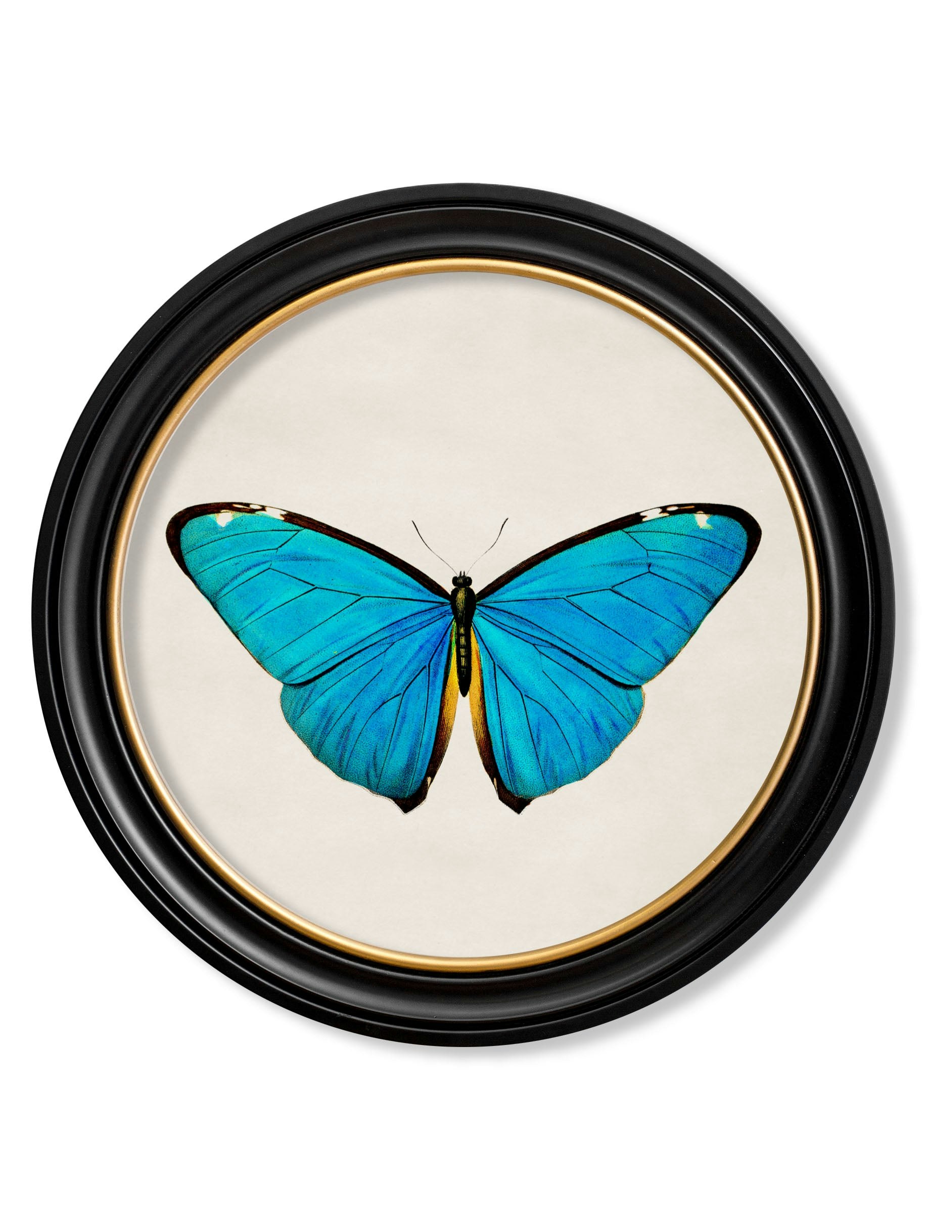 Rackhams Black/Blue C.1836 Tropical Butterflies - Round Frames - 70 X 70Cm - Morpho Butterfly