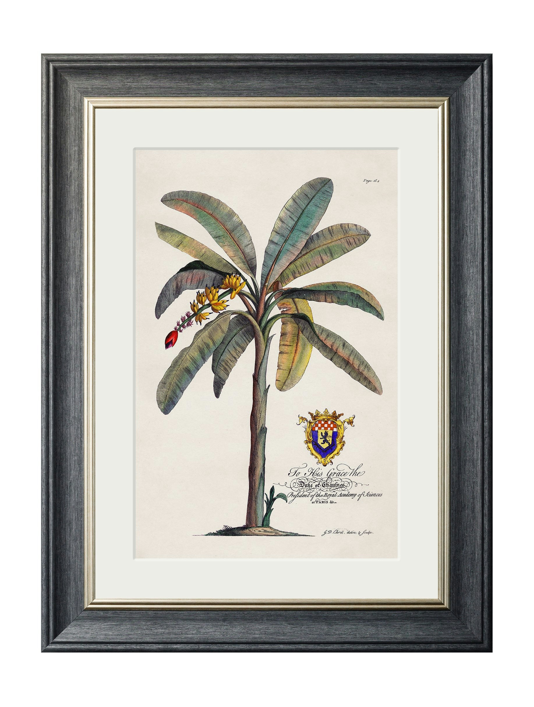 Rackhams Black Studies Of Palms - 38 X 50Cm - Banana Palm