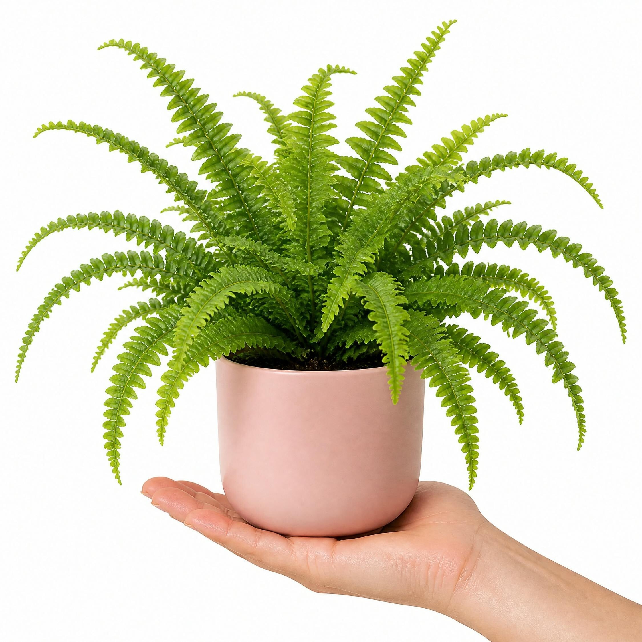 - Nephrolepis Boston Fern 12Cm Pot In Matt Pink Ceramic Pot - Image 2