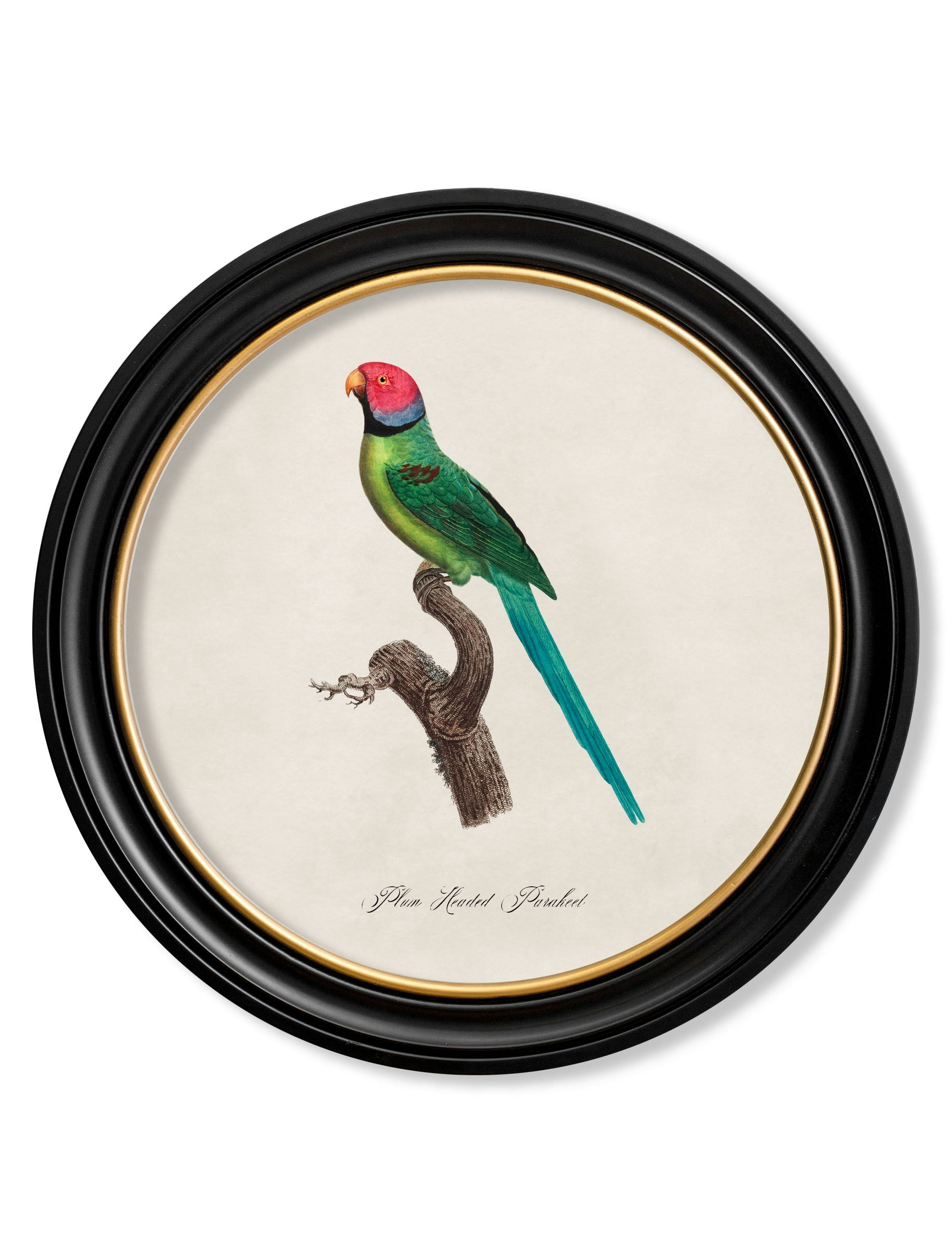 Rackhams Black C.1800's Collection Of Parrots In Round Frames 1 - 70 X 70Cm - Plum Headed Parakeet
