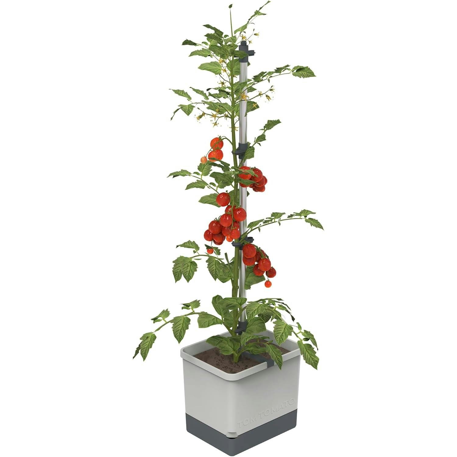 Gusta Garden Light/Grey Tom Tomato Tomato Pot With Water Tank
