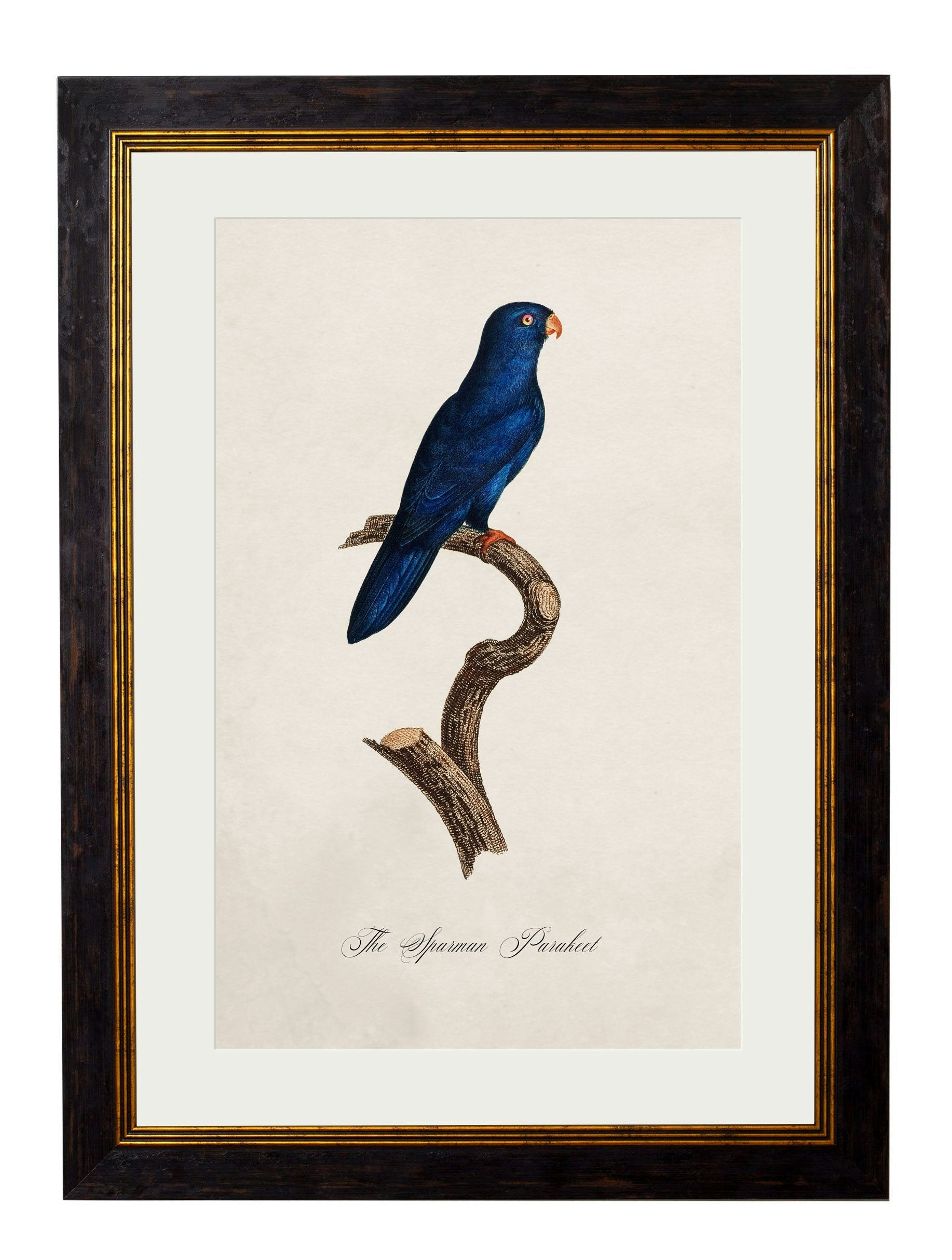 Rackhams Black C.1800's Collection Of Parrots - 38 X 50Cm - Sparman Parakeet