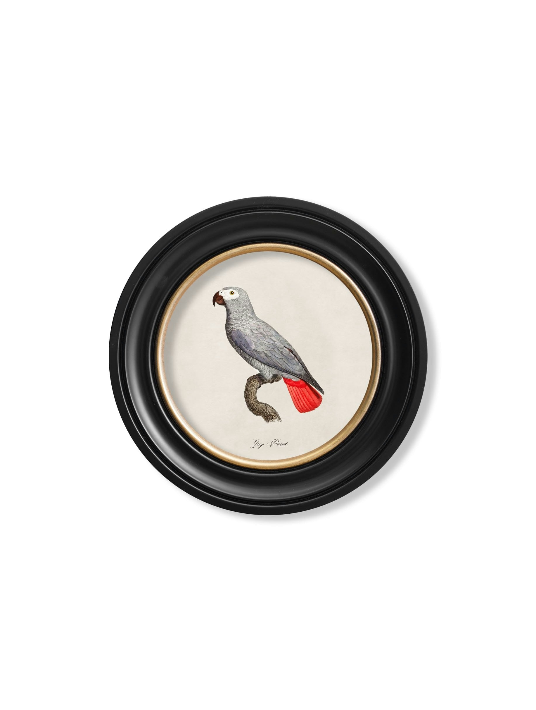 Rackhams Black/Grey C.1800's Collection Of Parrots In Round Frames 1 - 44 X 44Cm - Parrot